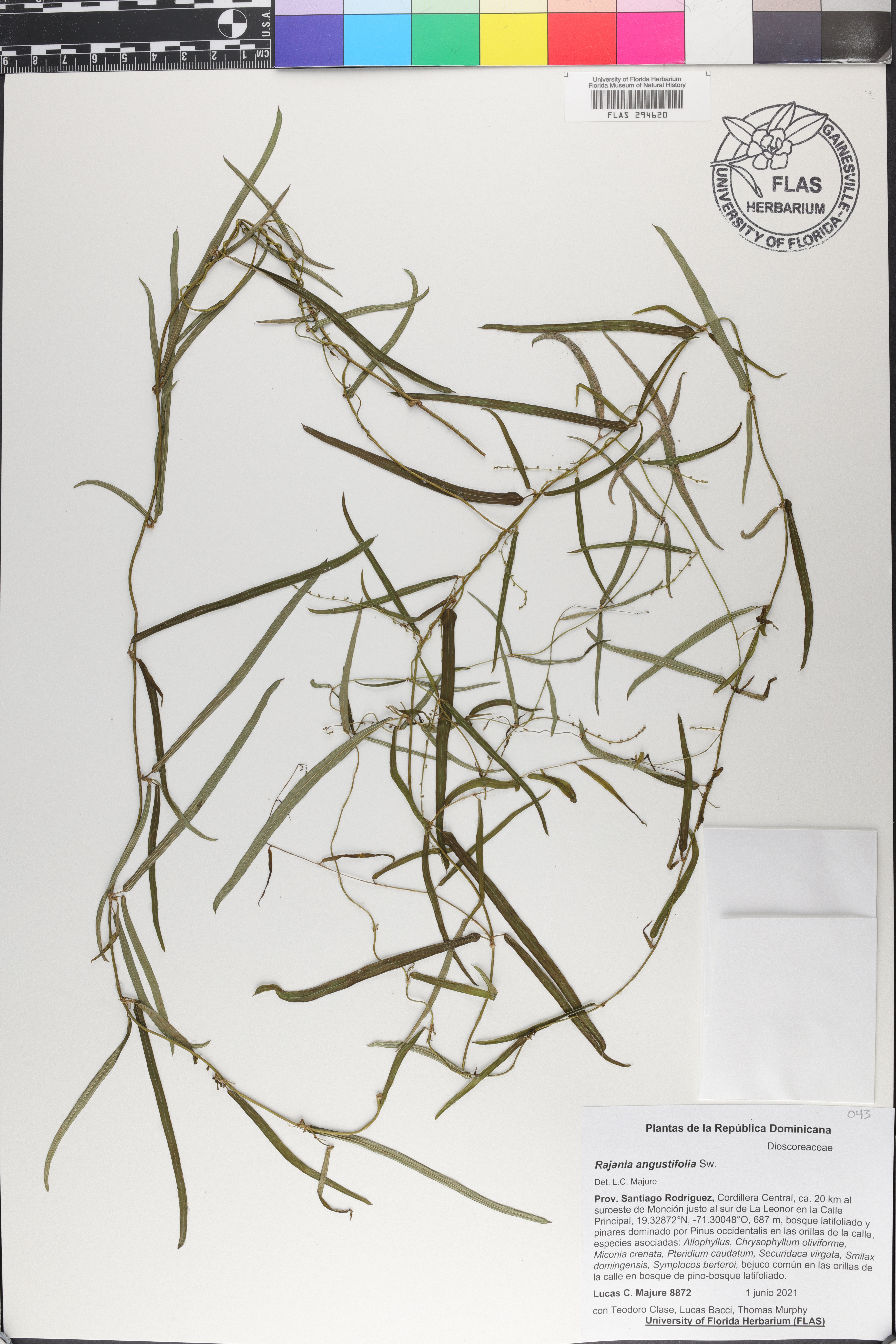 Rhynchospora odorata image