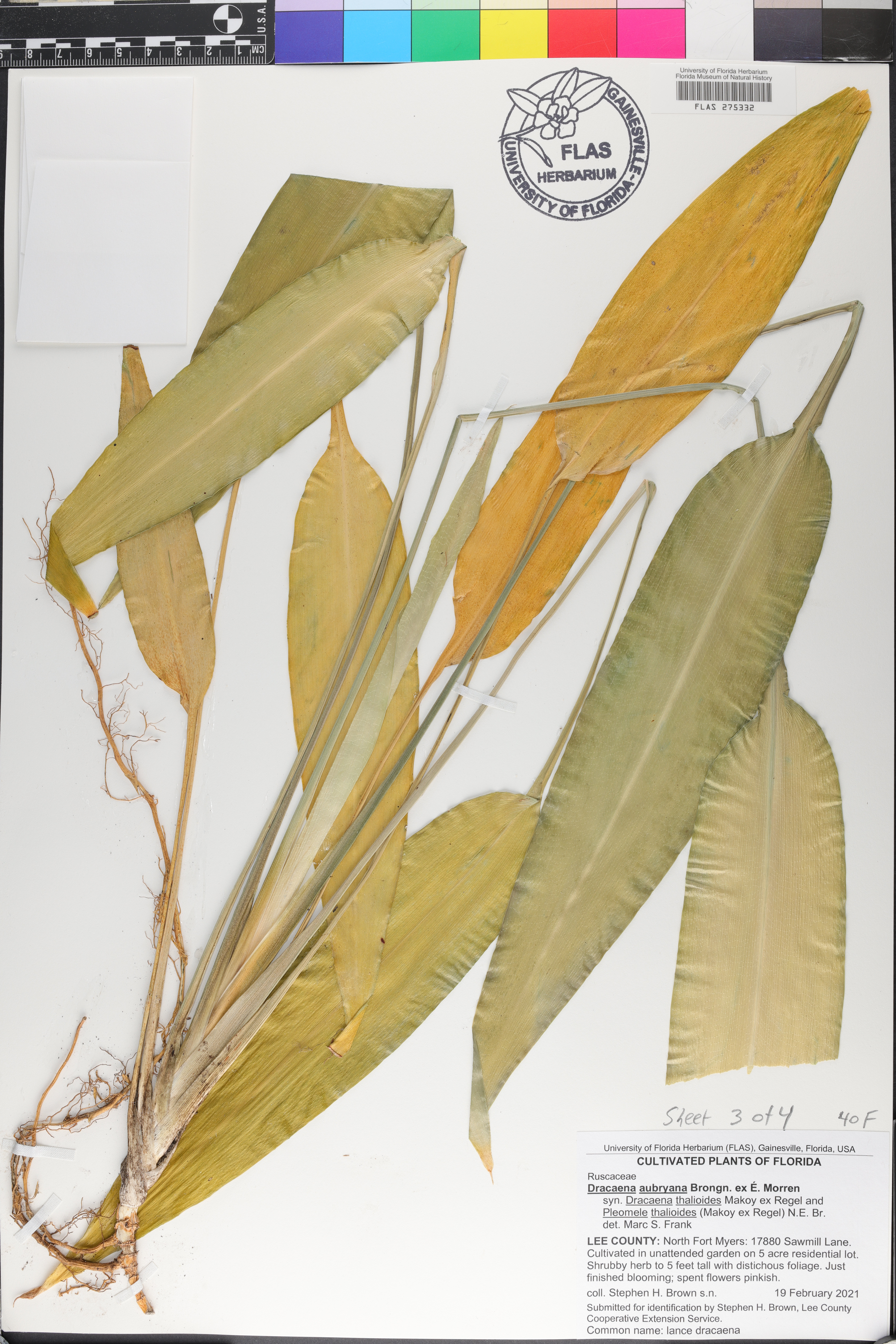 Dracaena aubryana image