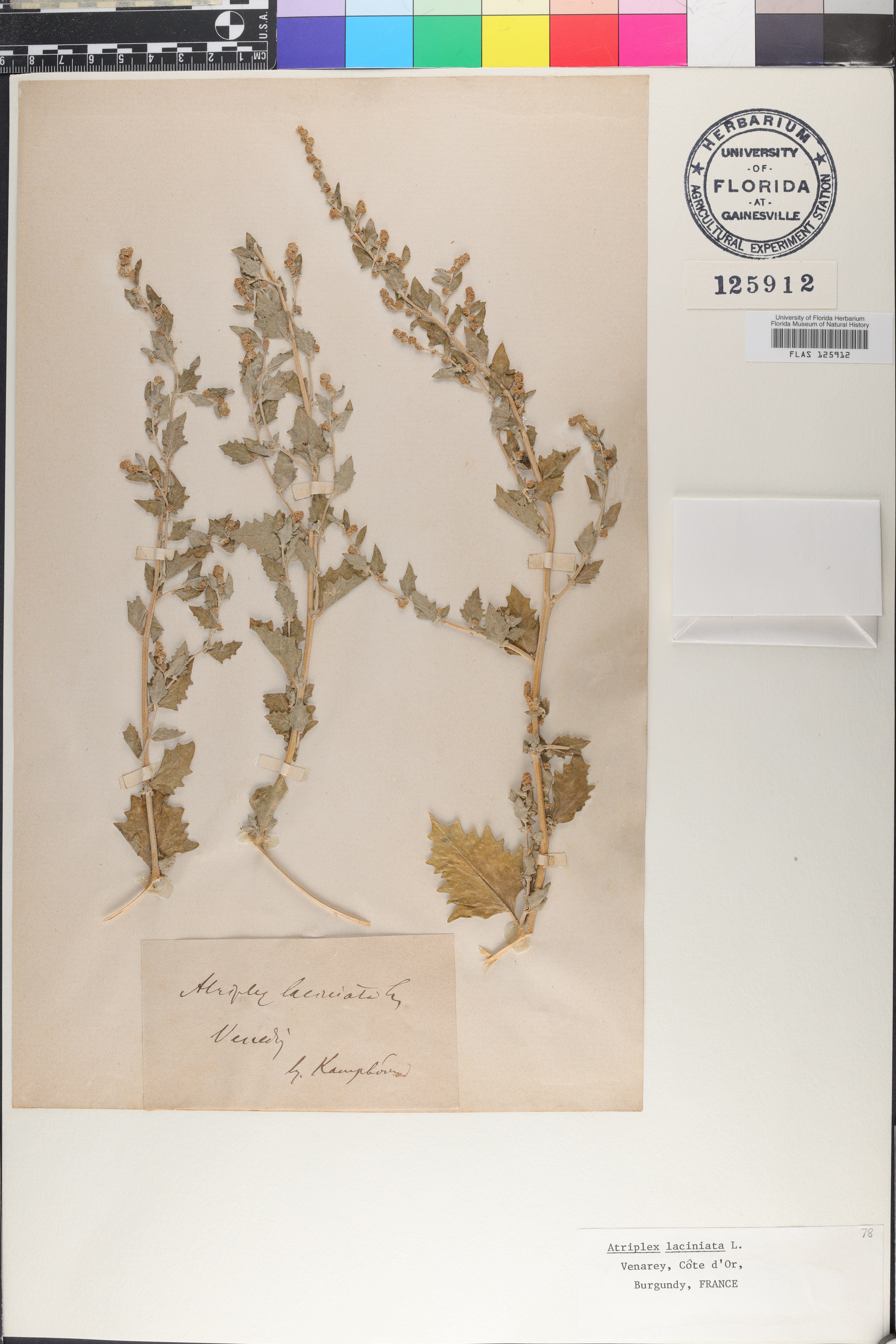 Atriplex laciniata image