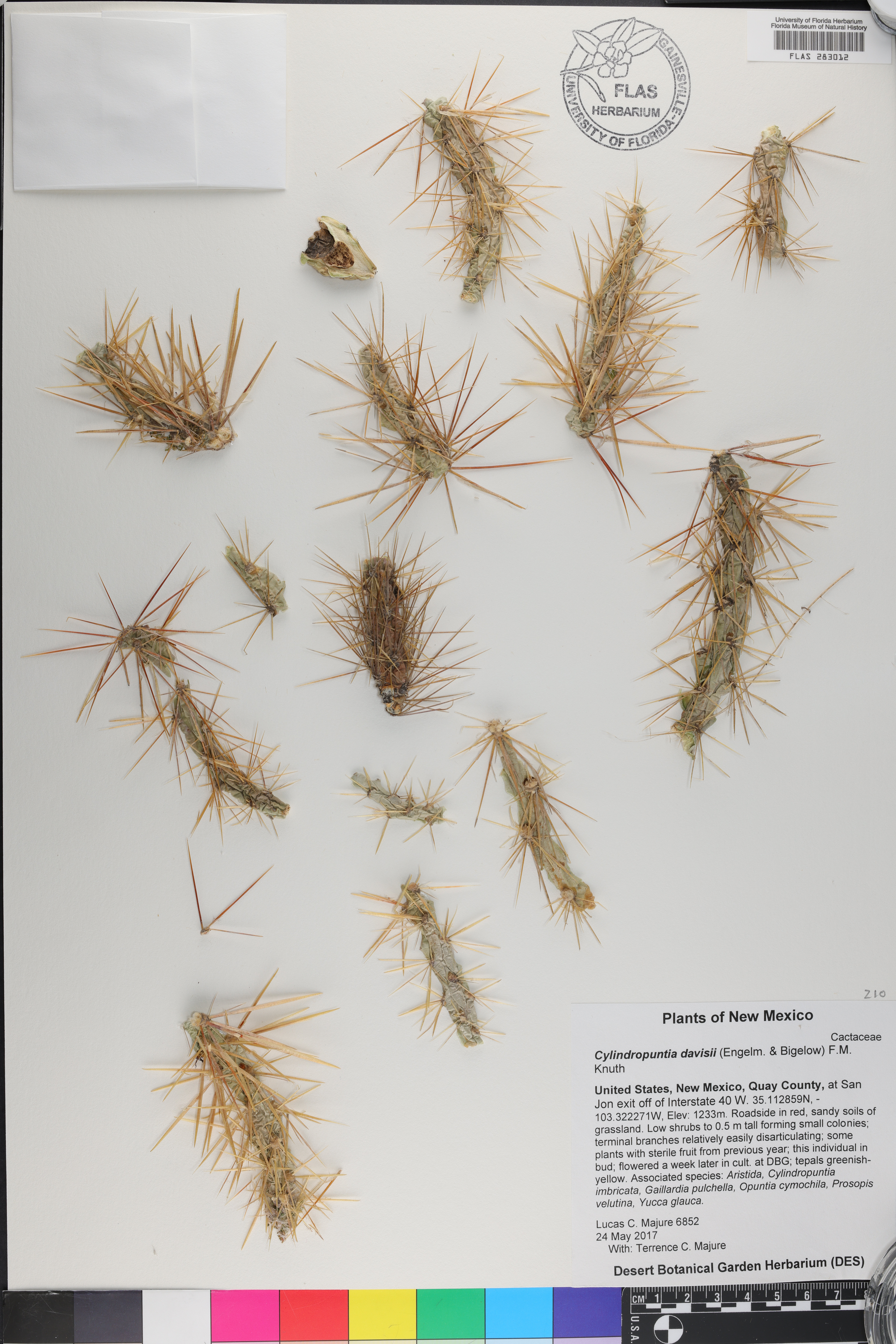 Cylindropuntia davisii image