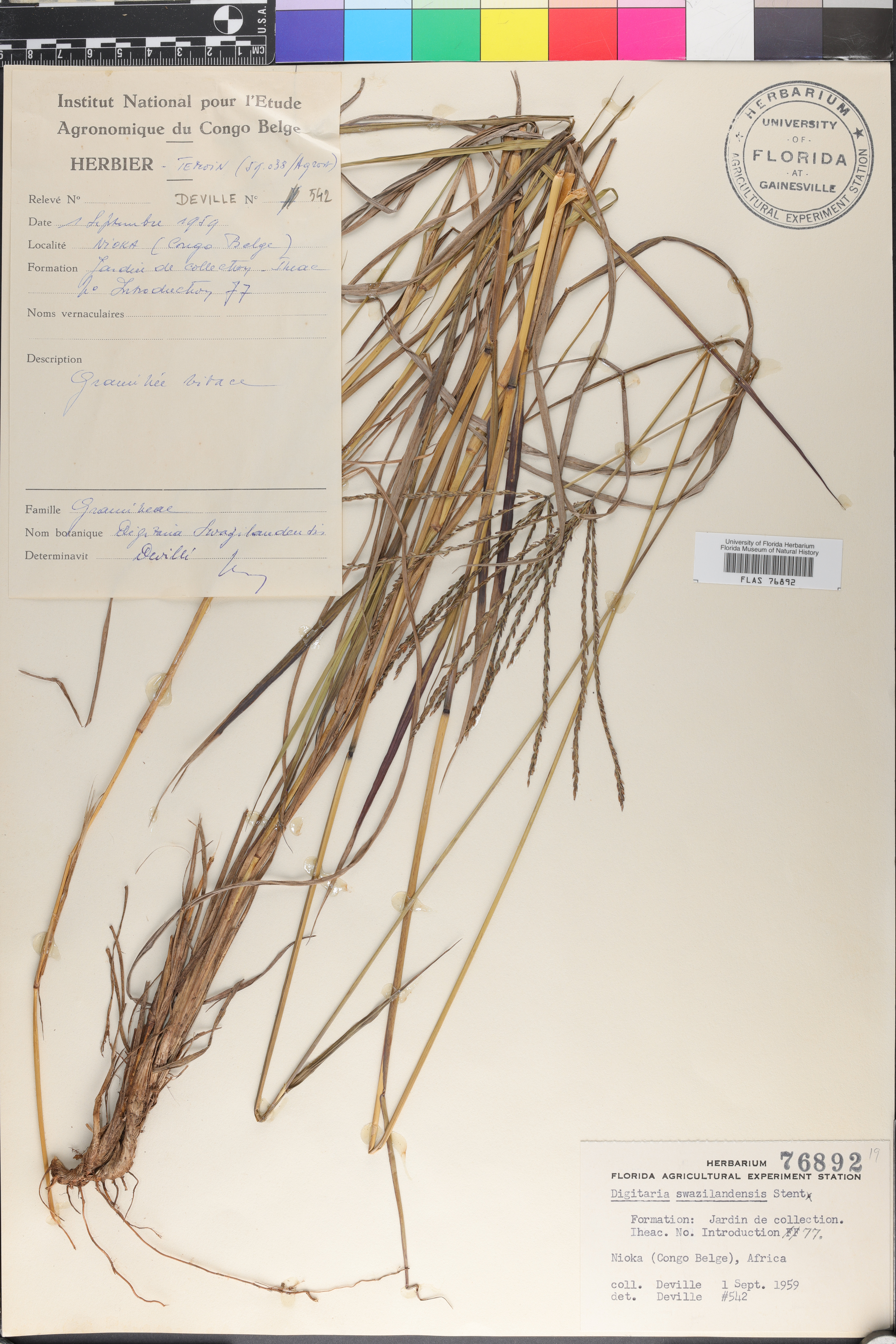 Digitaria swazilandensis image