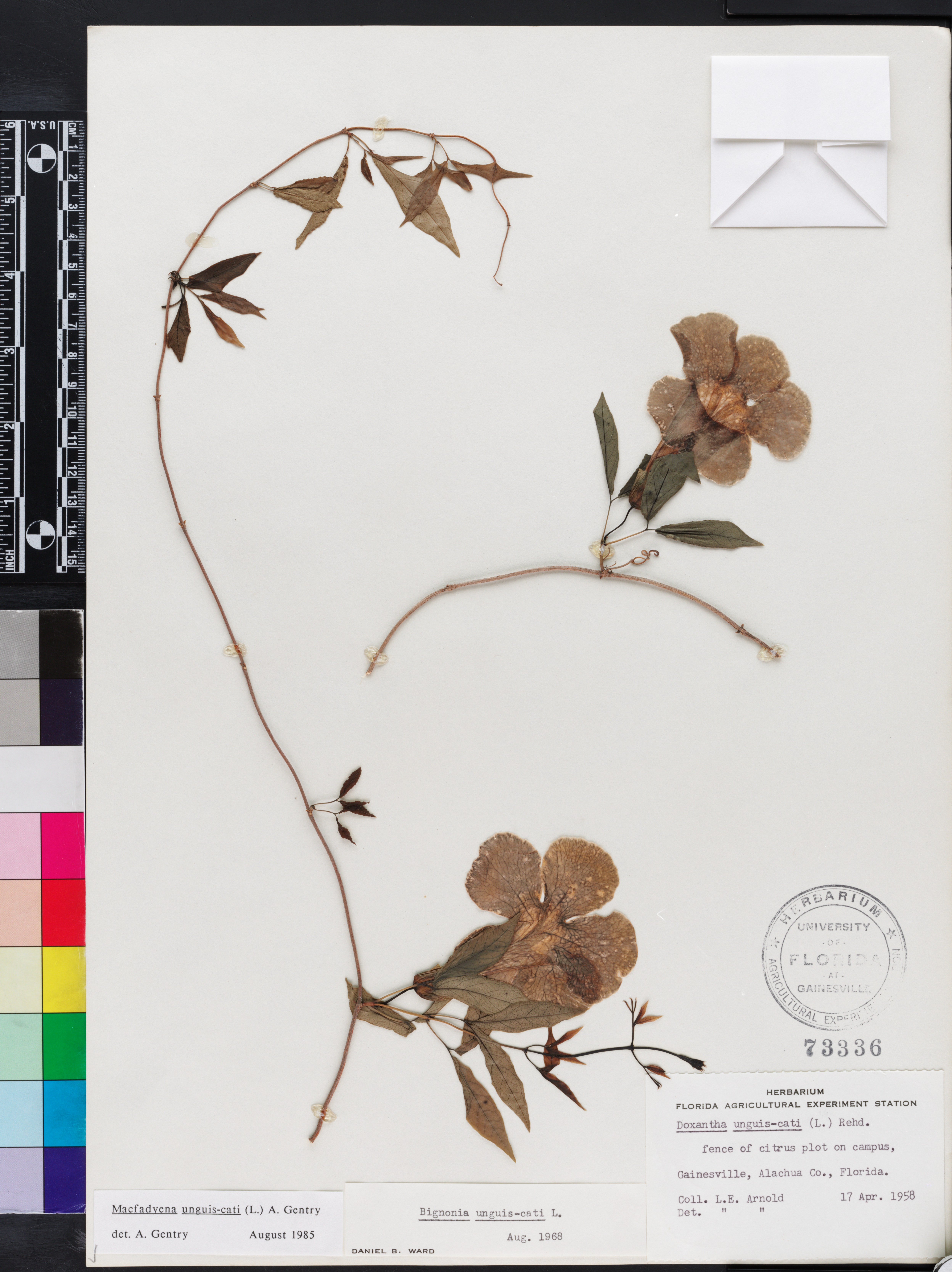 Dolichandra unguis-cati image