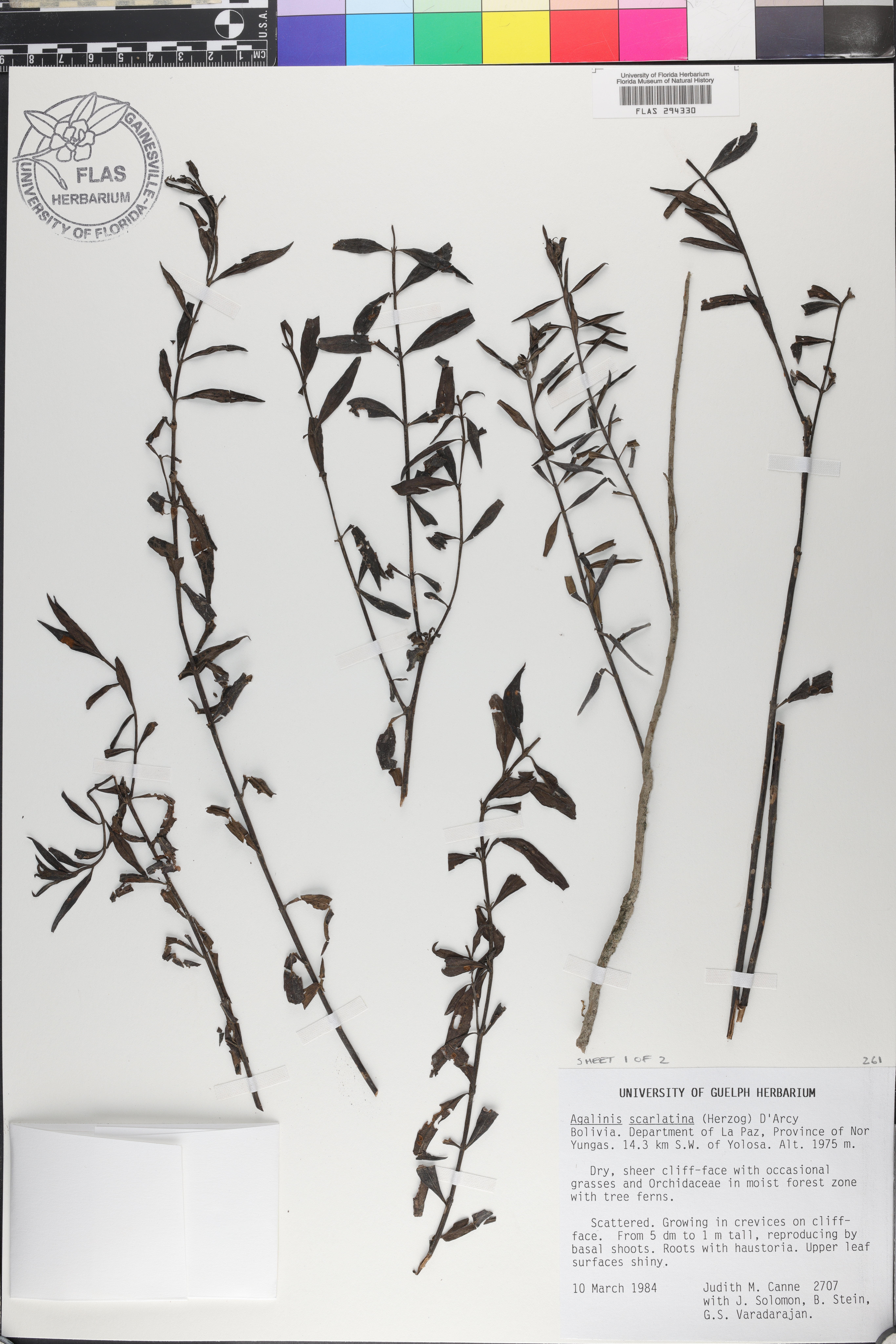 Agalinis scarlatina image