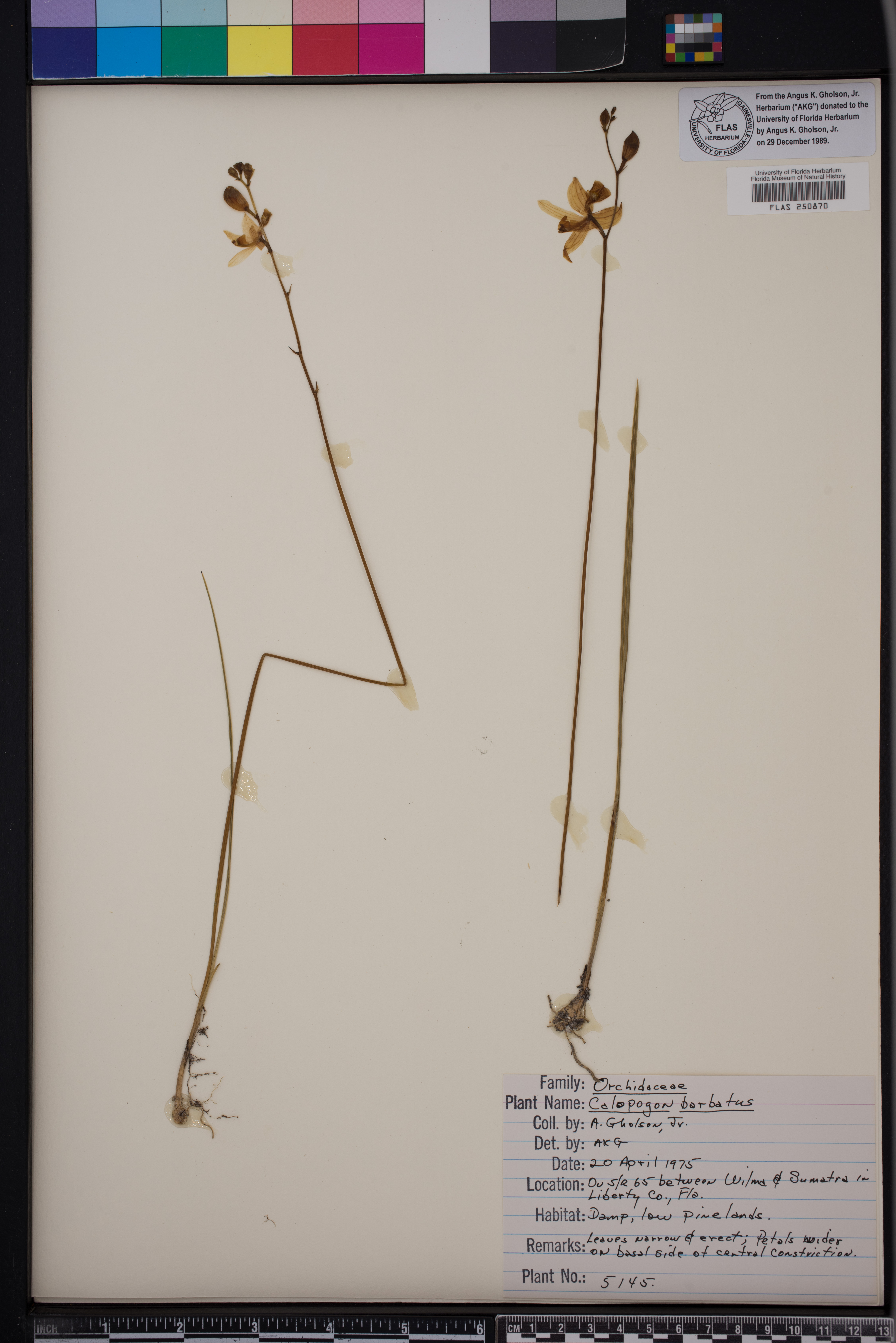 Calopogon barbatus image