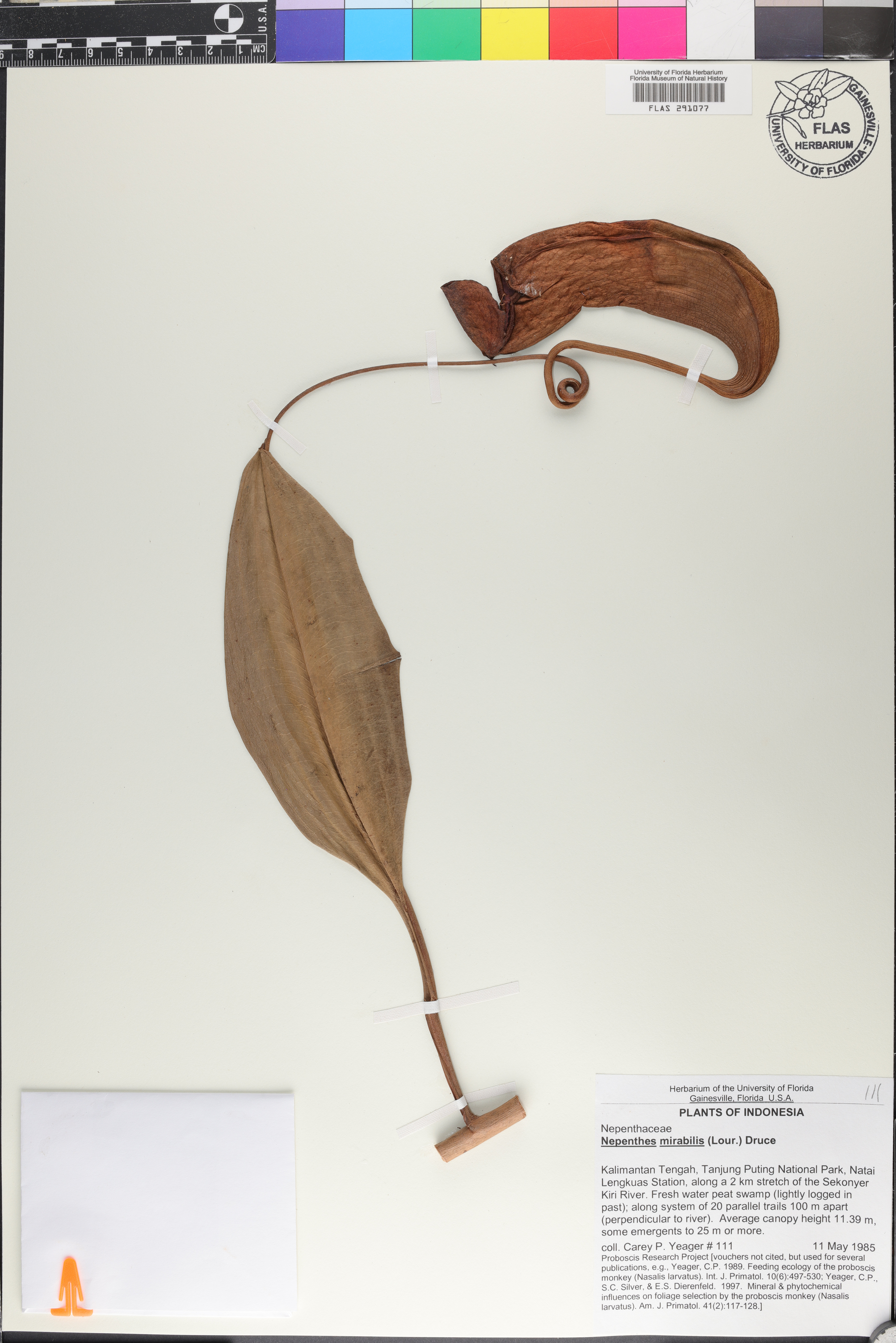 Nepenthes mirabilis image