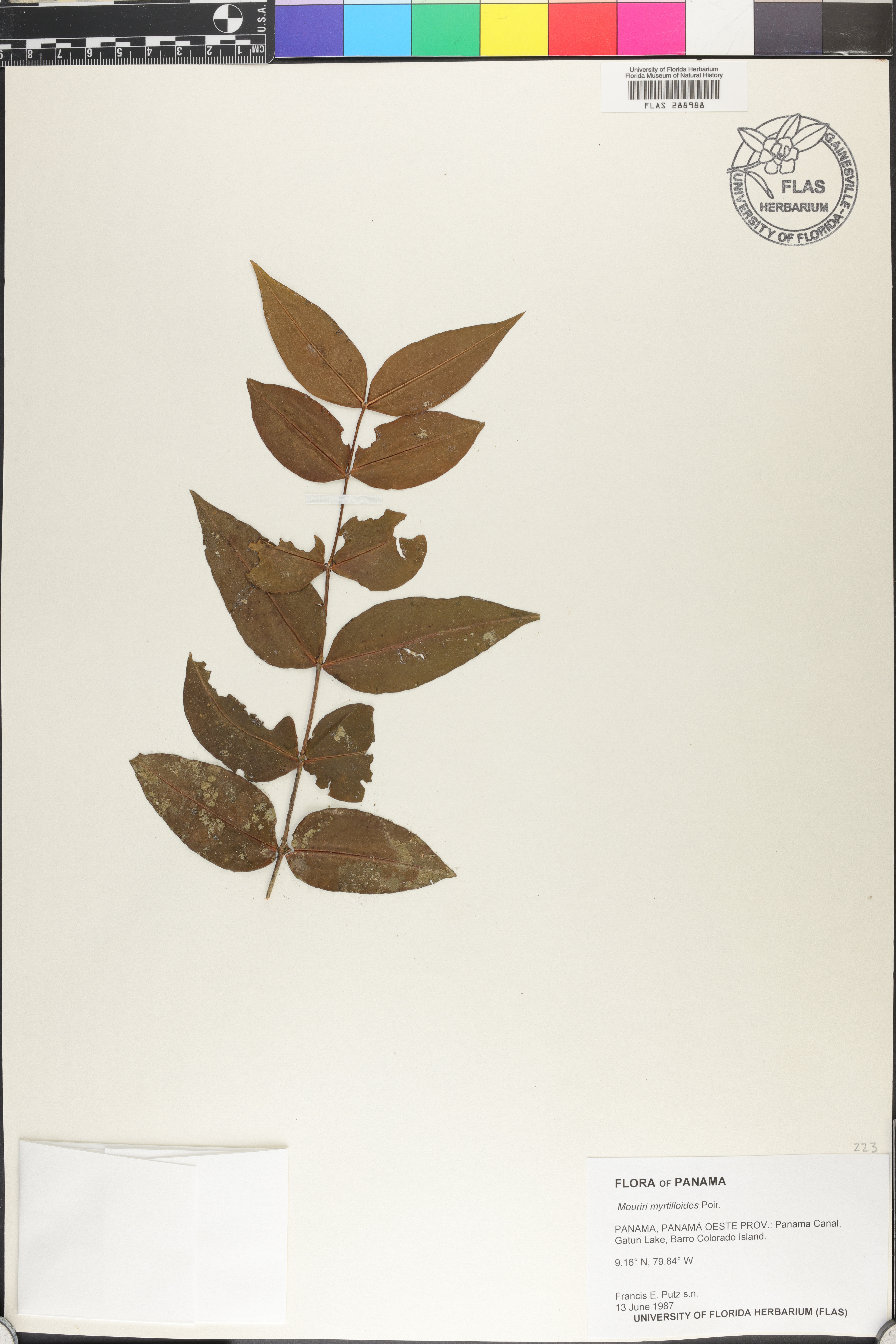 Mouriri myrtilloides image