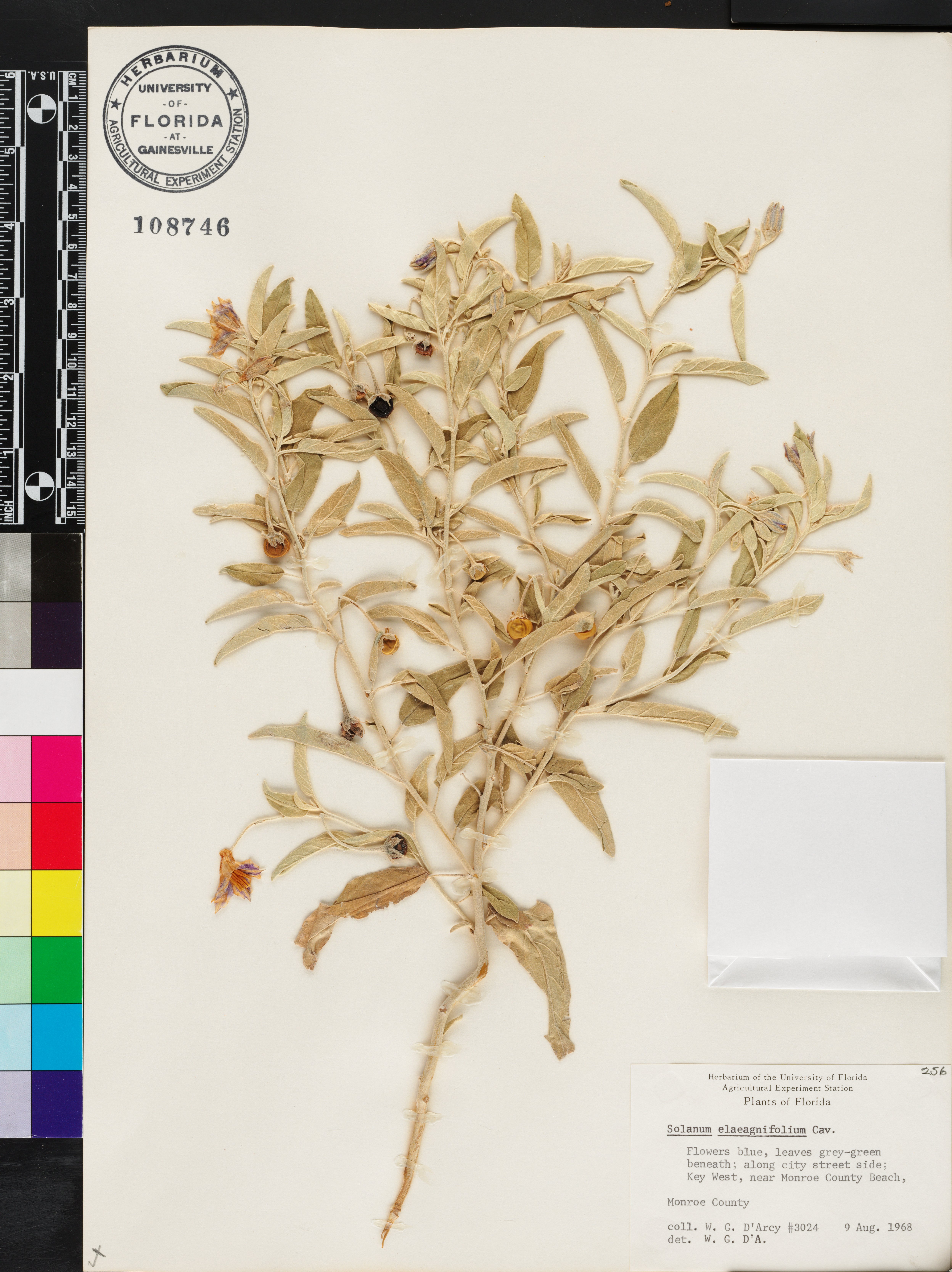 Trichostema floridanum image