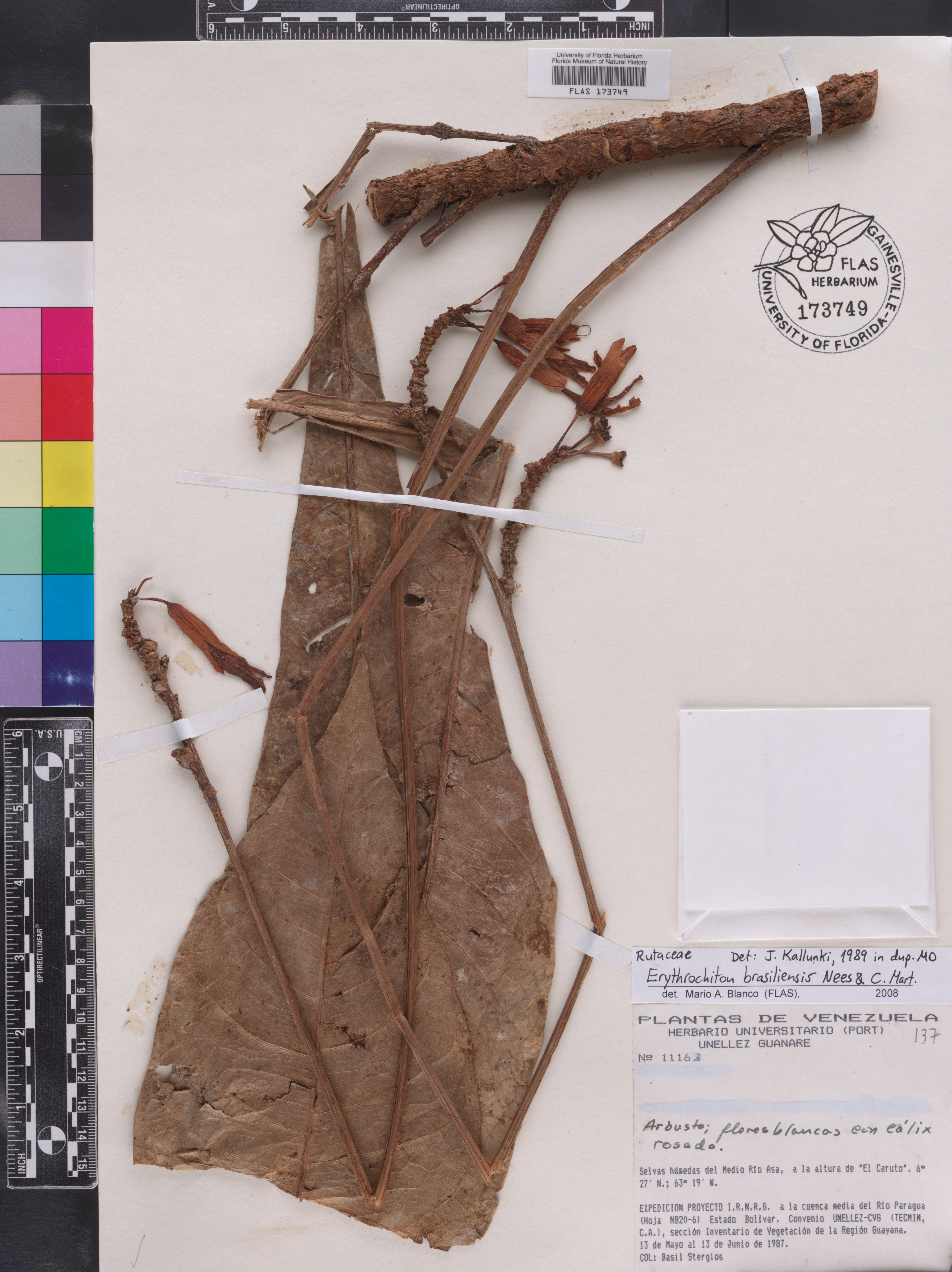 Erythrochiton brasiliensis image