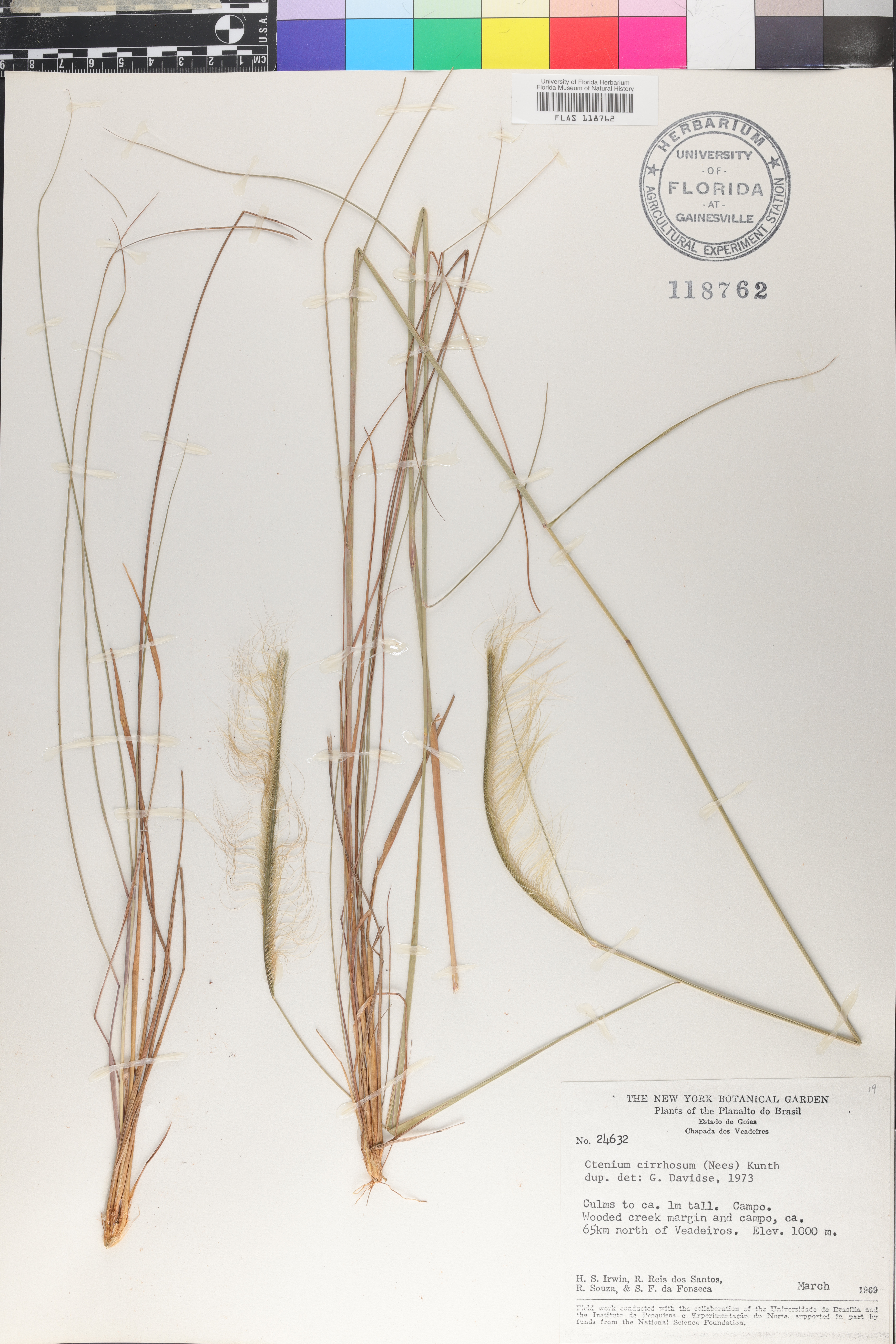 Ctenium cirrhosum image