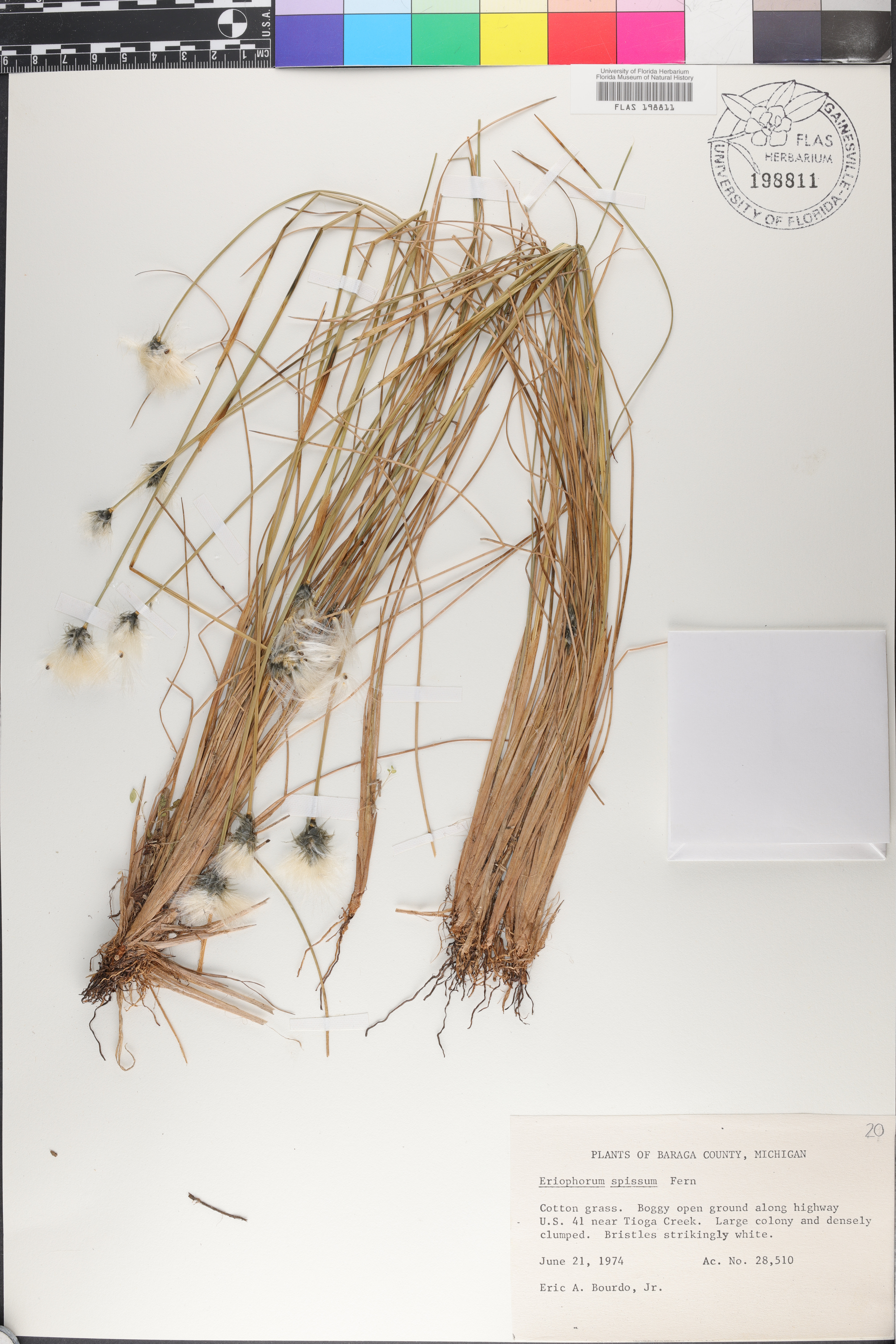 Eriophorum spissum image