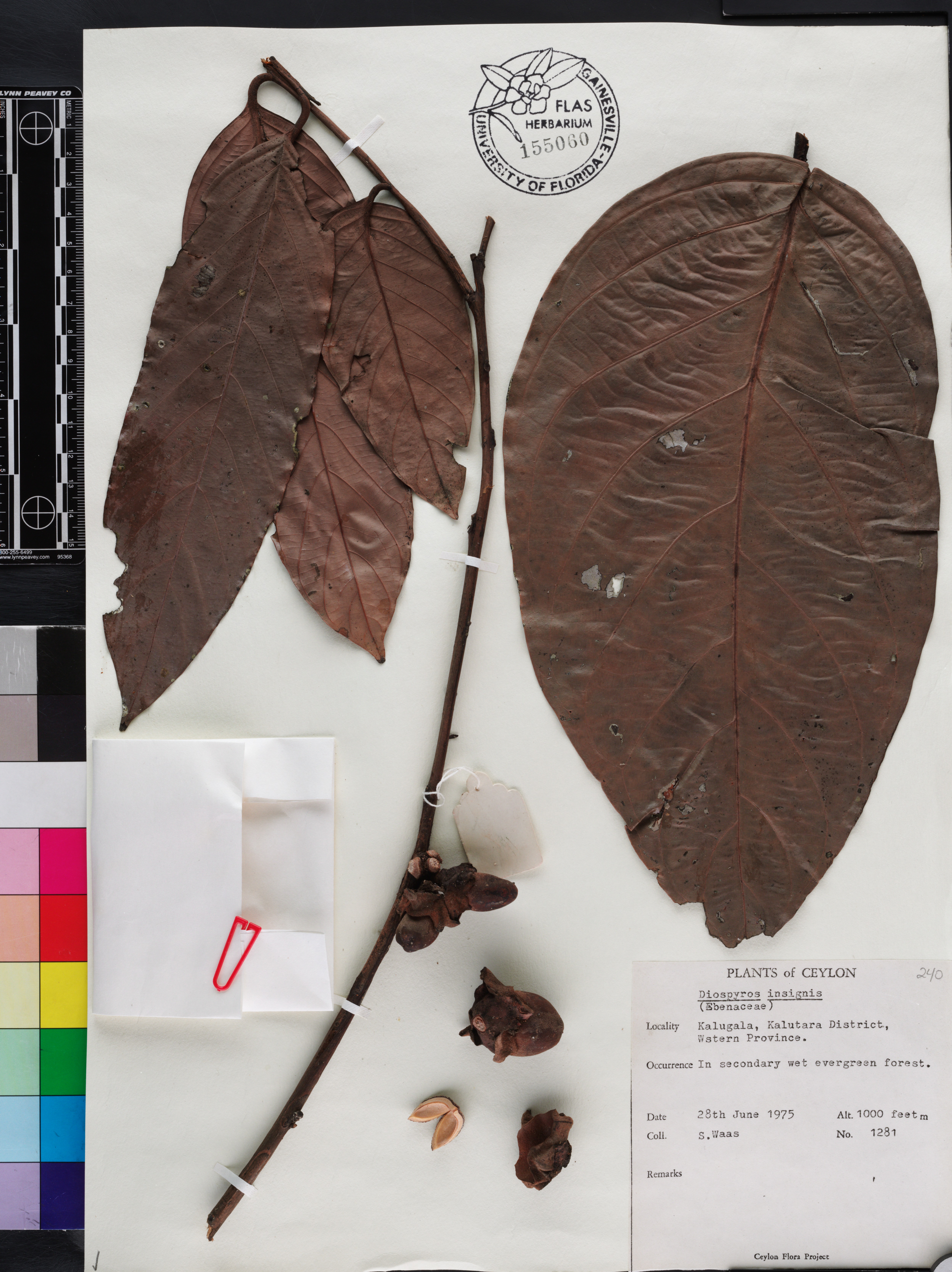 Diospyros insignis image