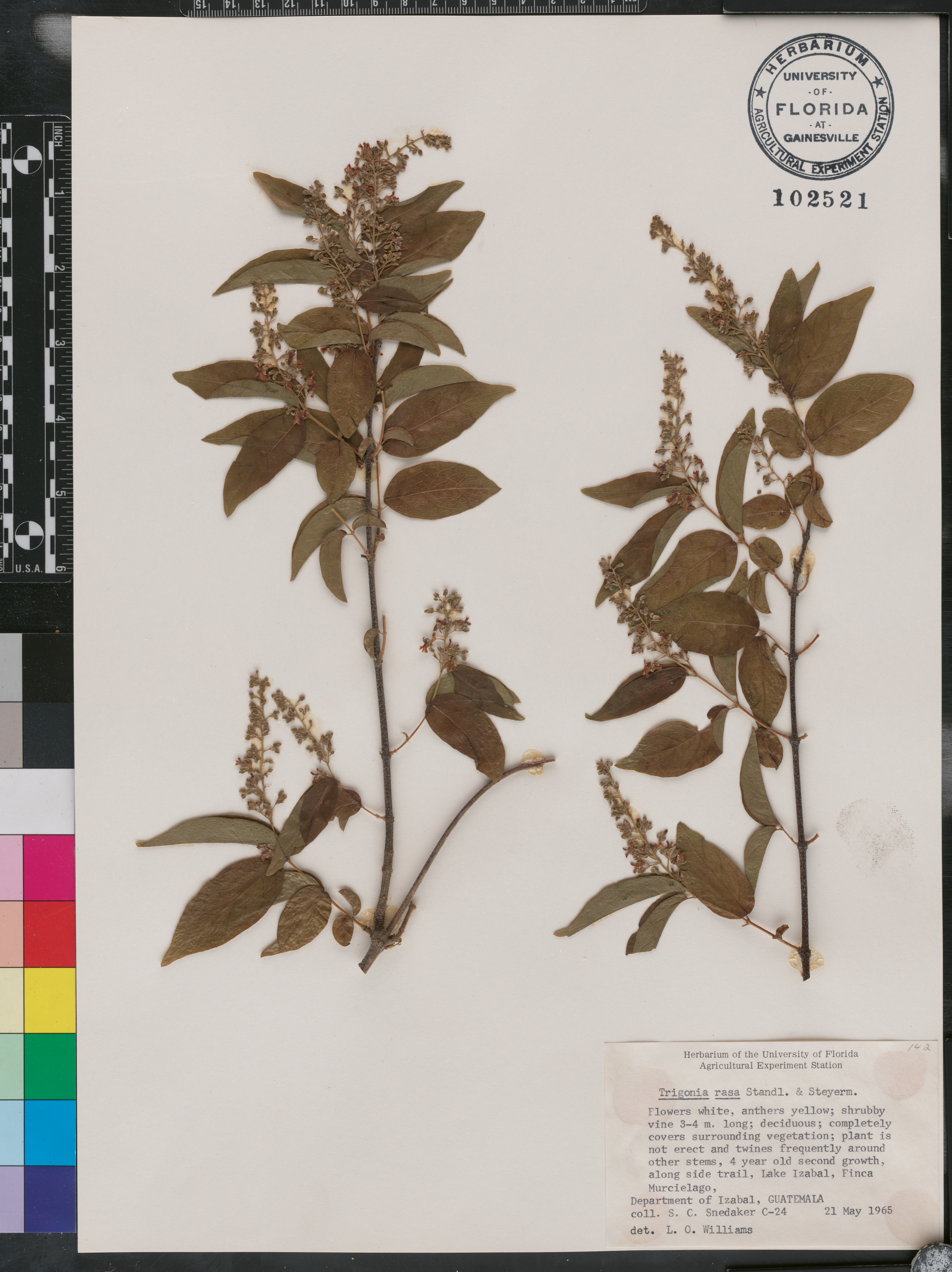 Trigonia eriosperma subsp. membranacea image