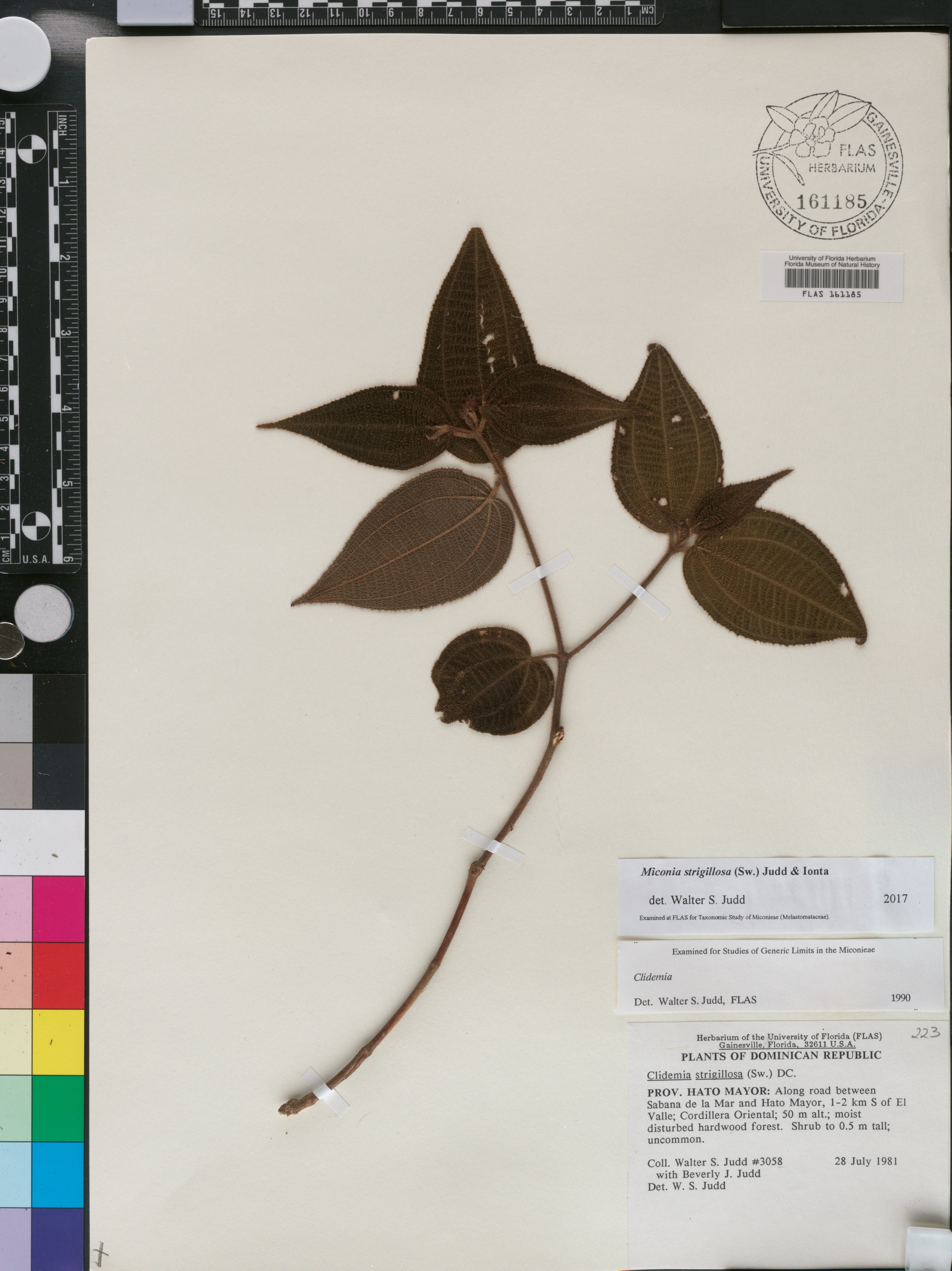 Miconia strigillosa image