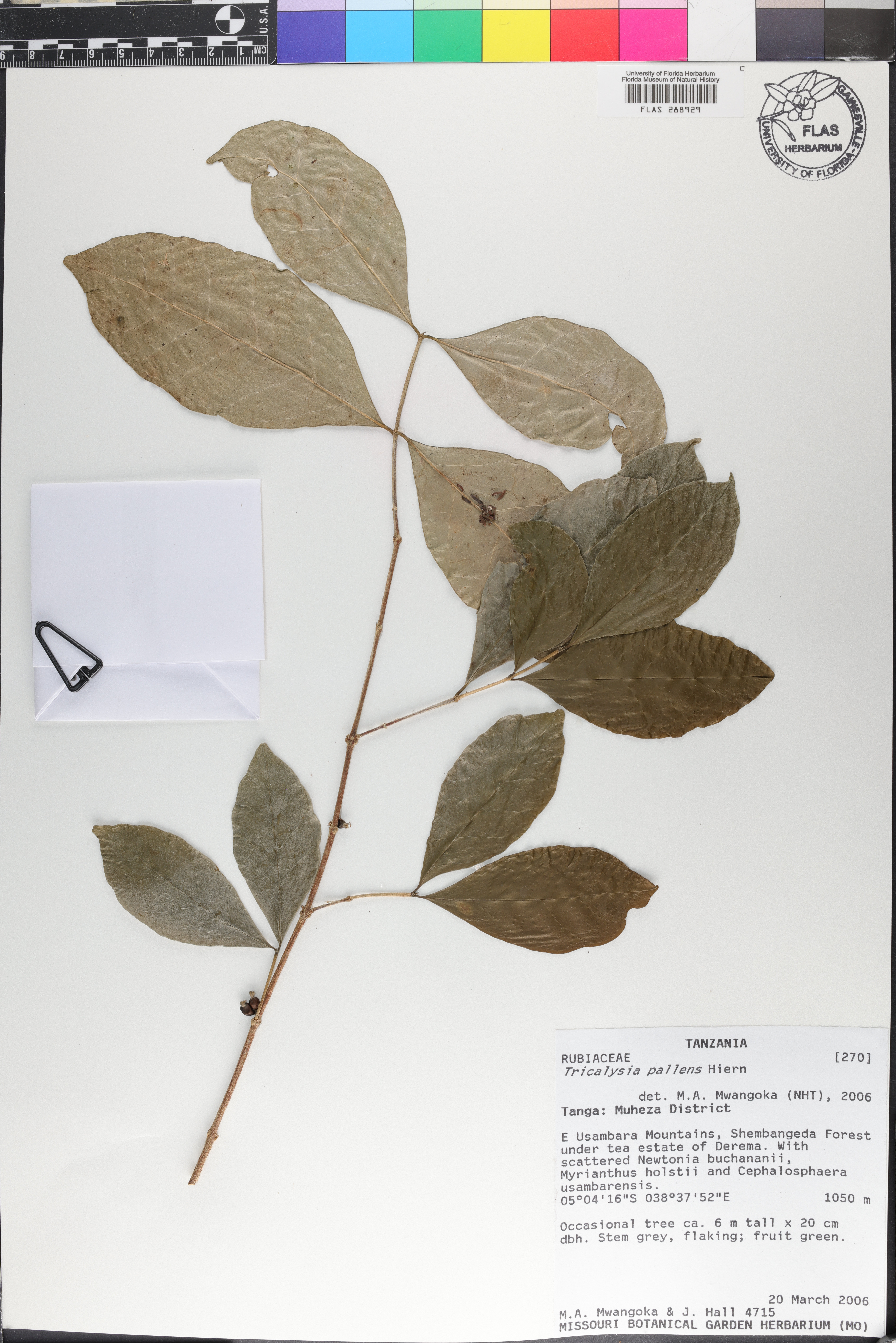 Tricalysia pallens image