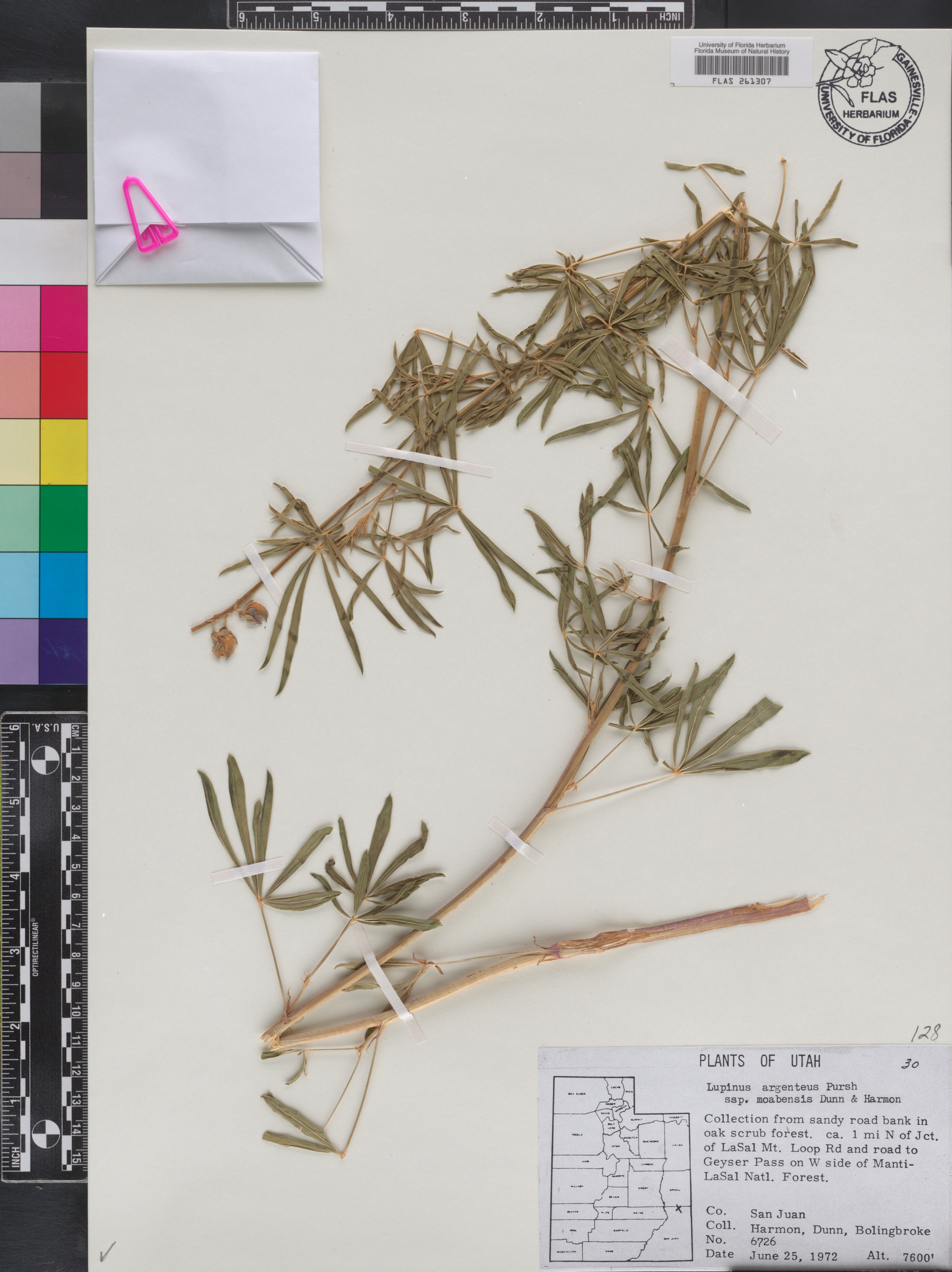 Lupinus argenteus subsp. moabensis image