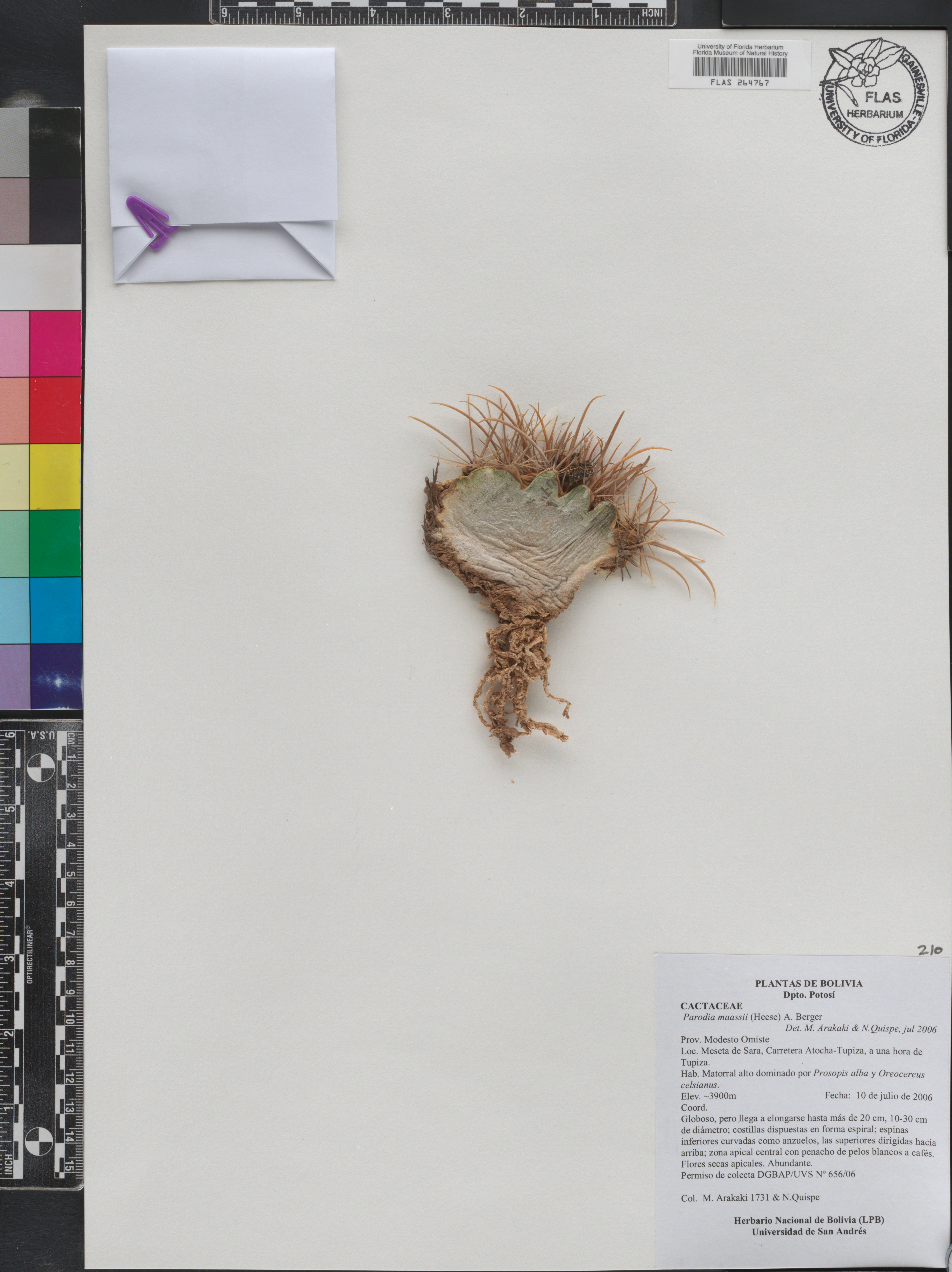 Parodia maassii image