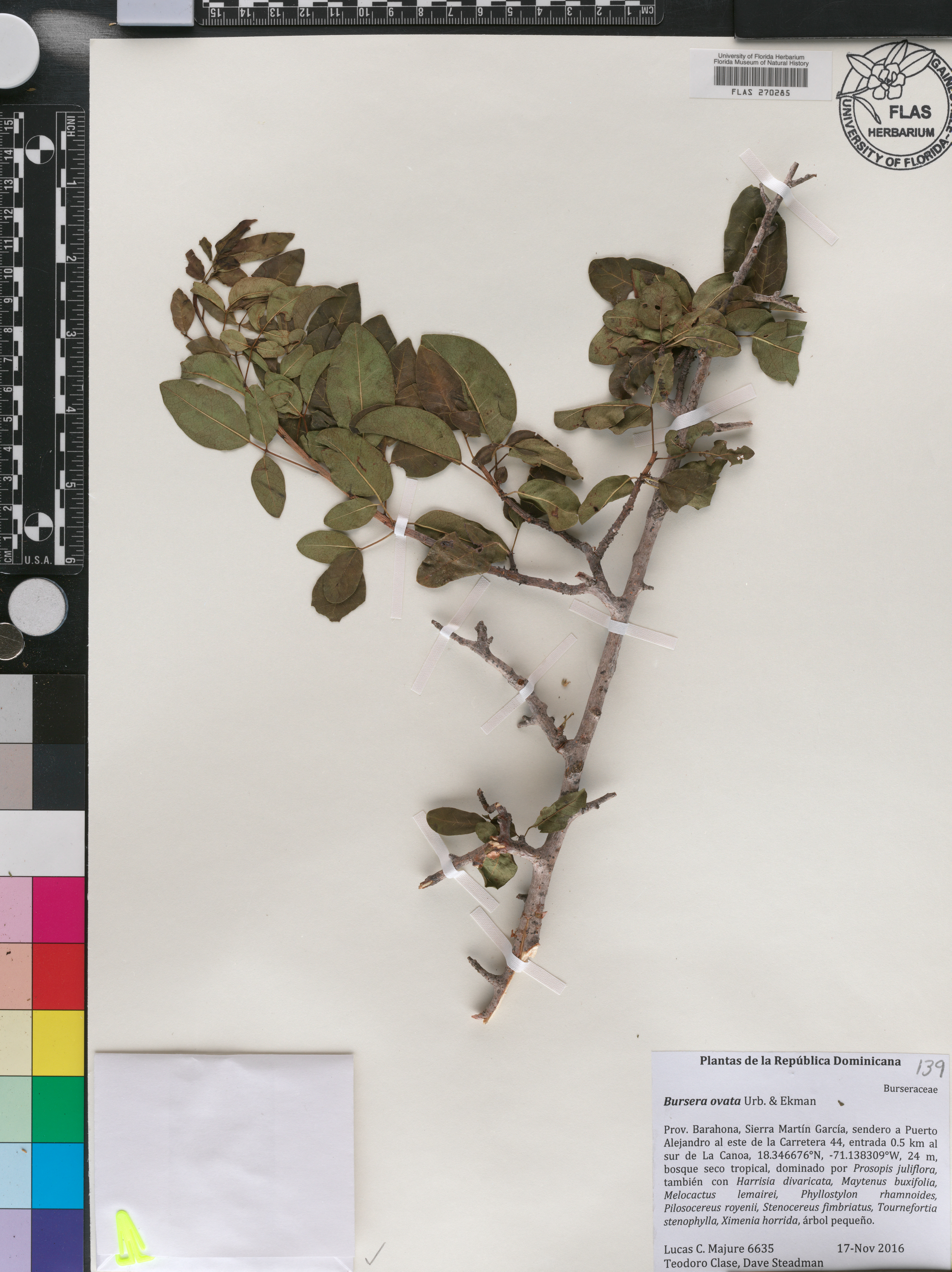 Bursera ovata image