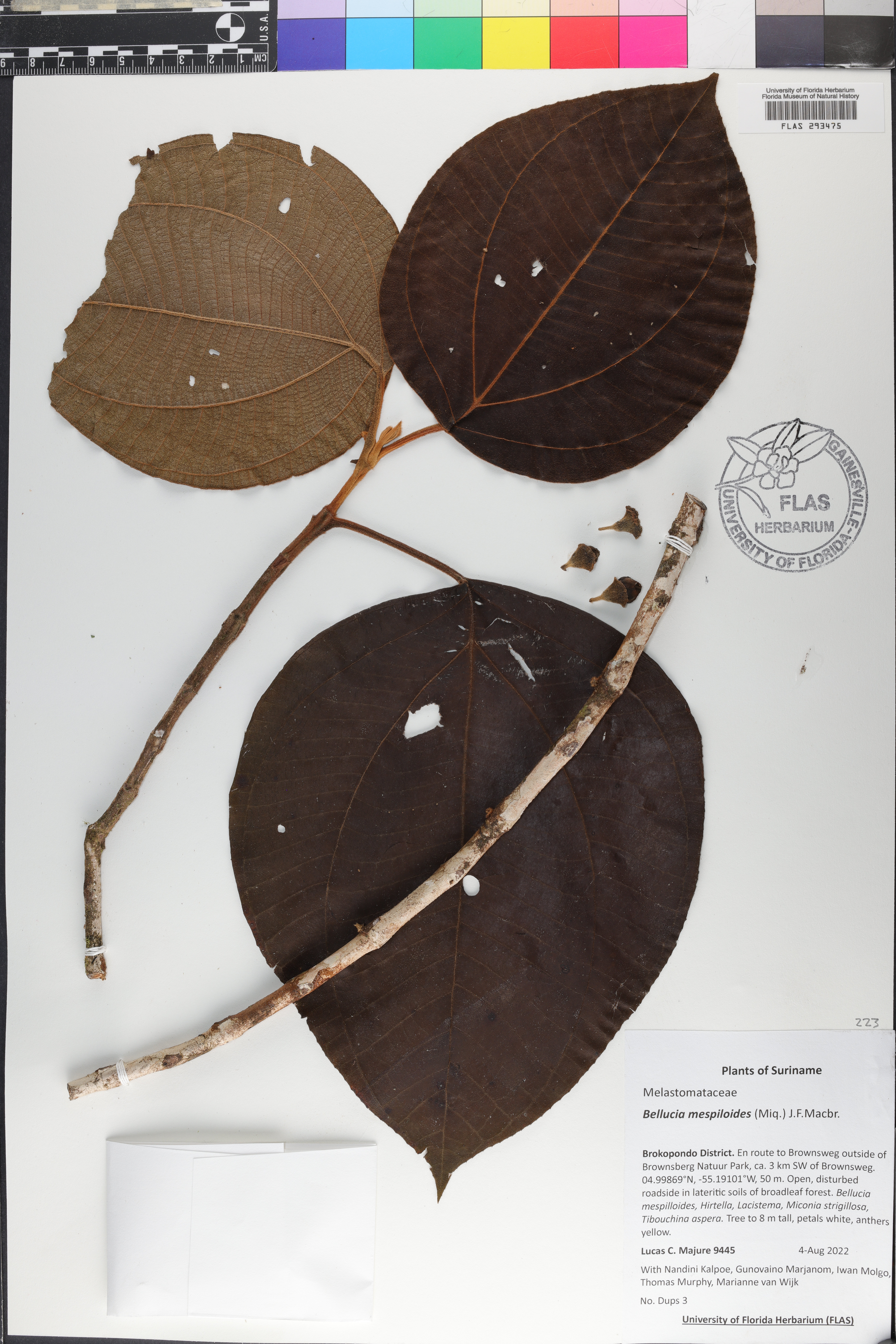 Bellucia mespiloides image