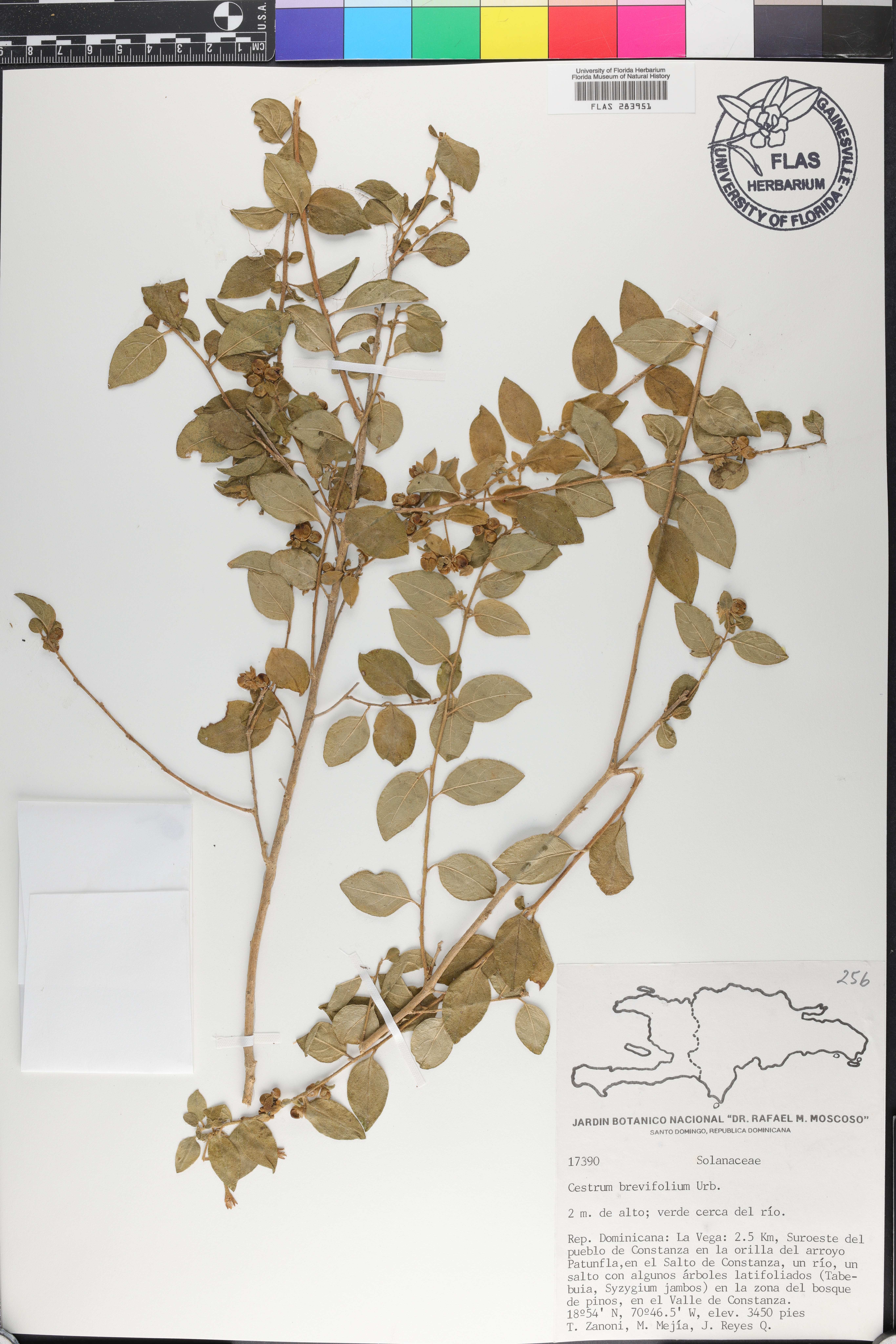 Cestrum brevifolium image