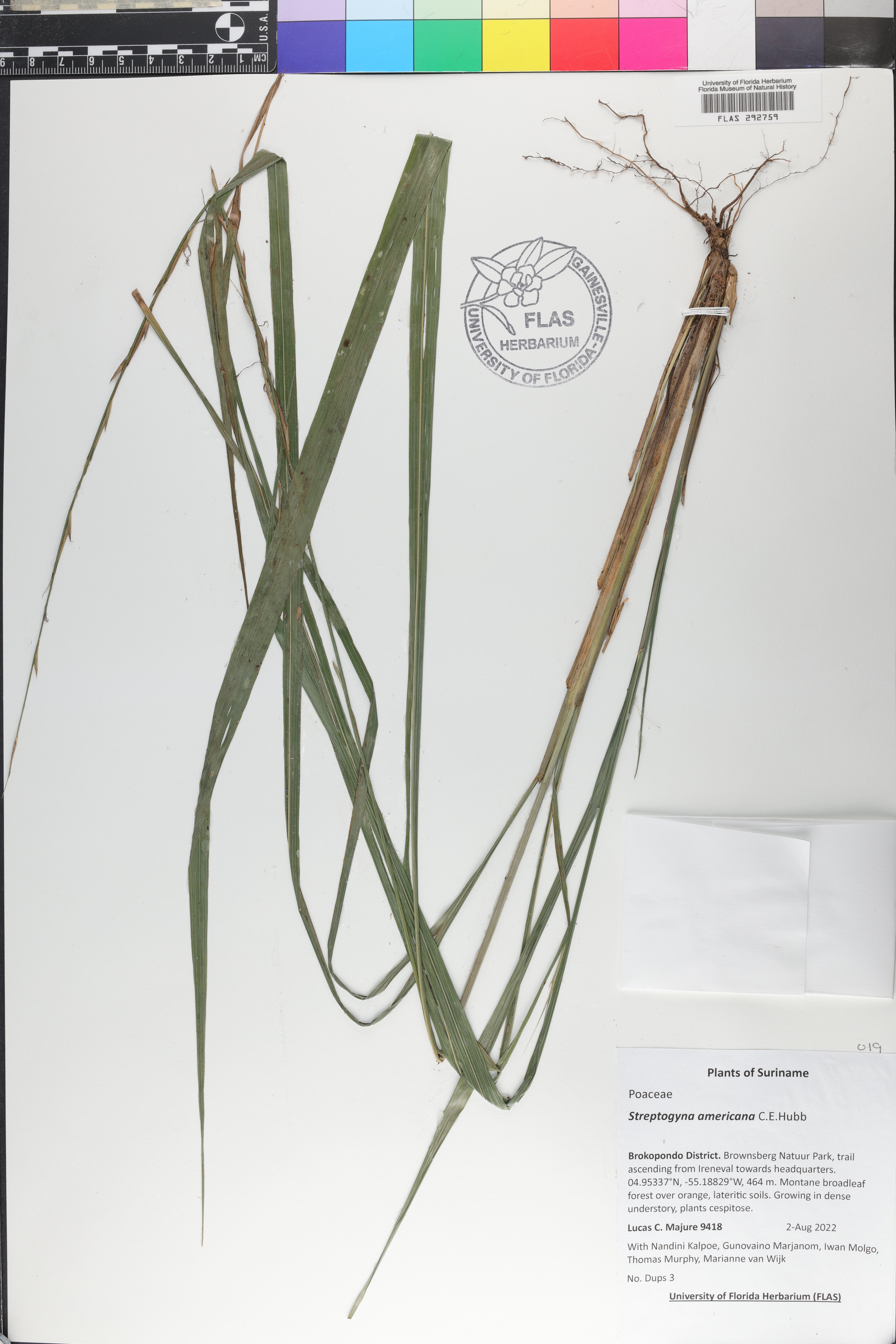 Streptogyna americana image