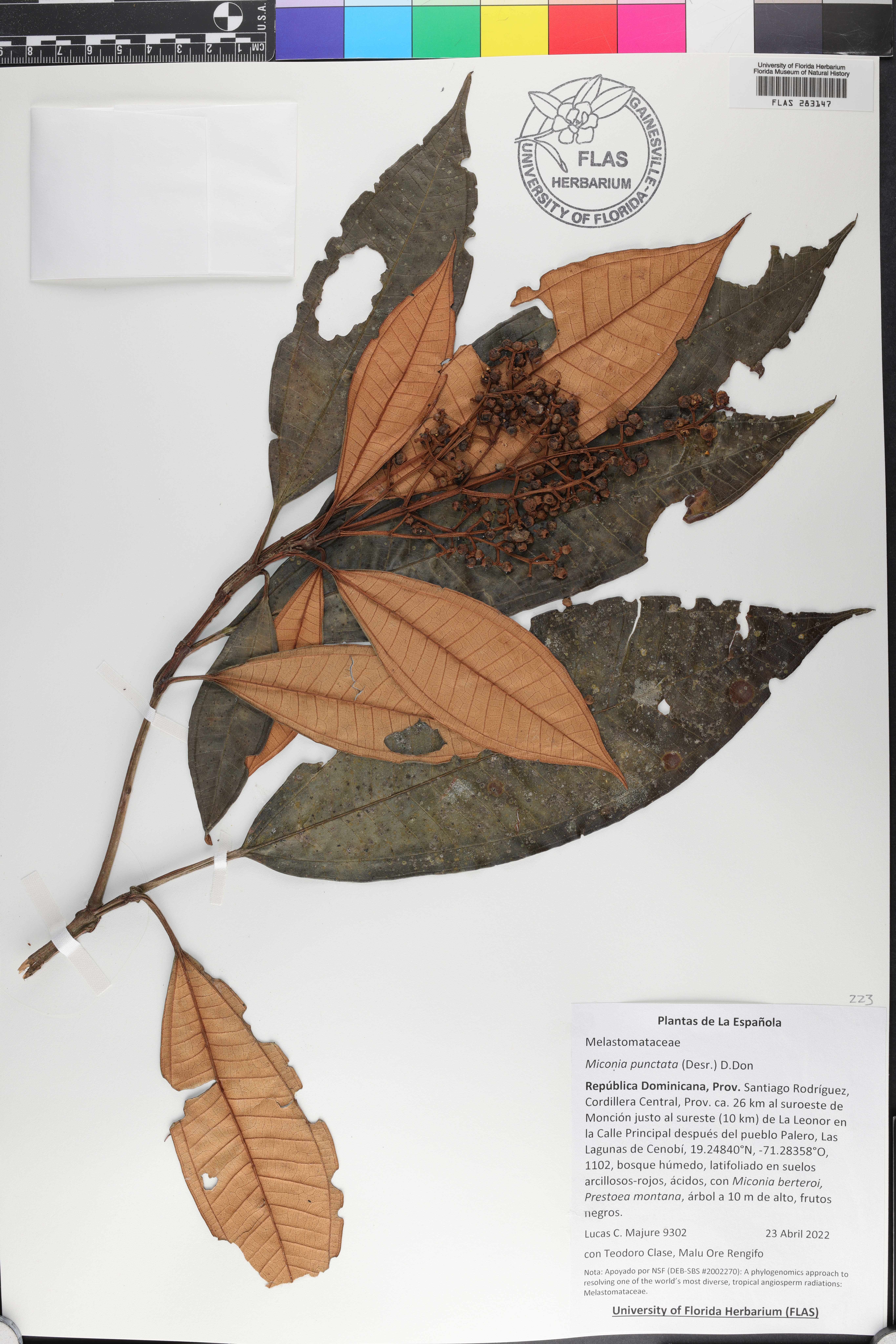 Miconia punctata image