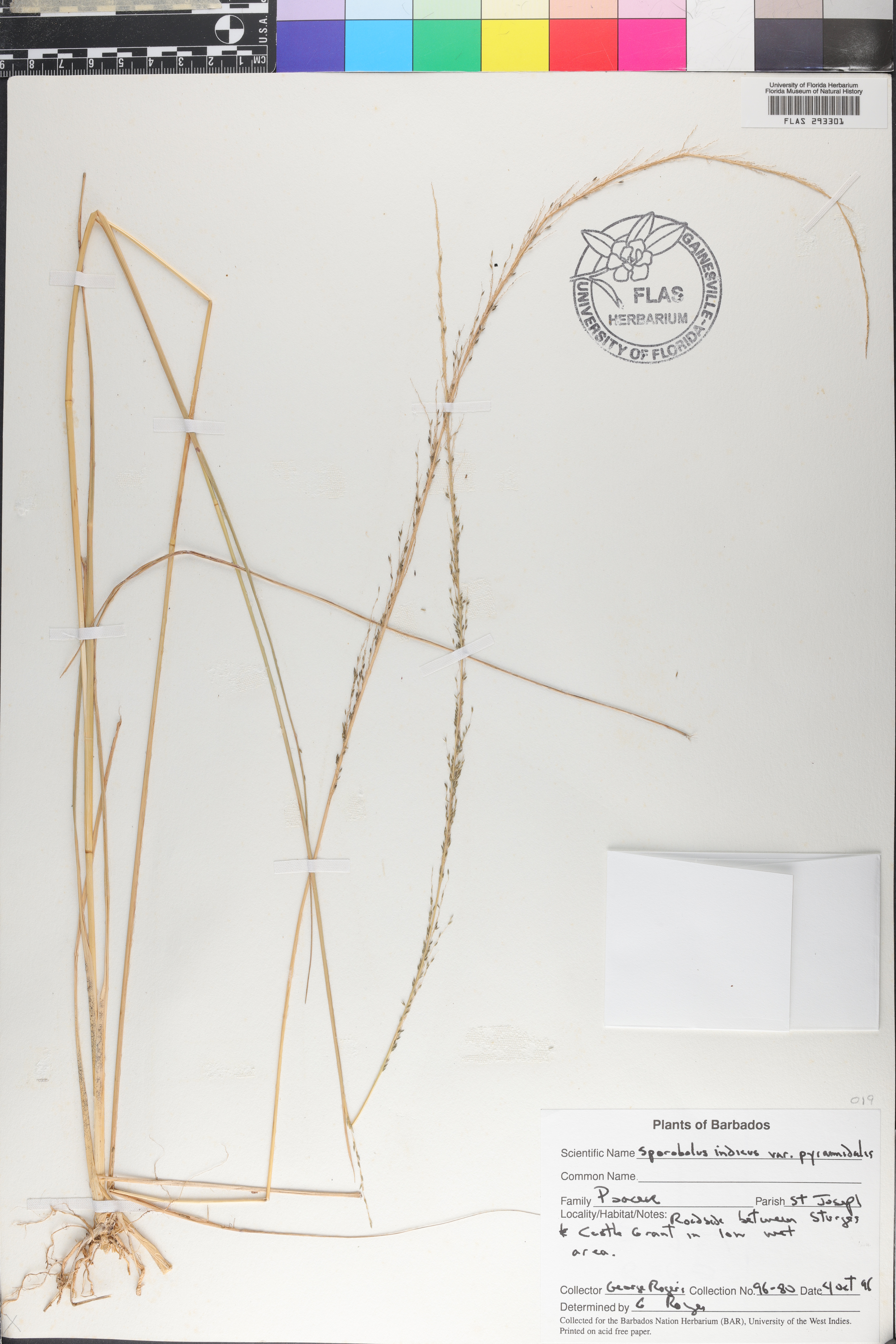 Sporobolus indicus var. pyramidalis image