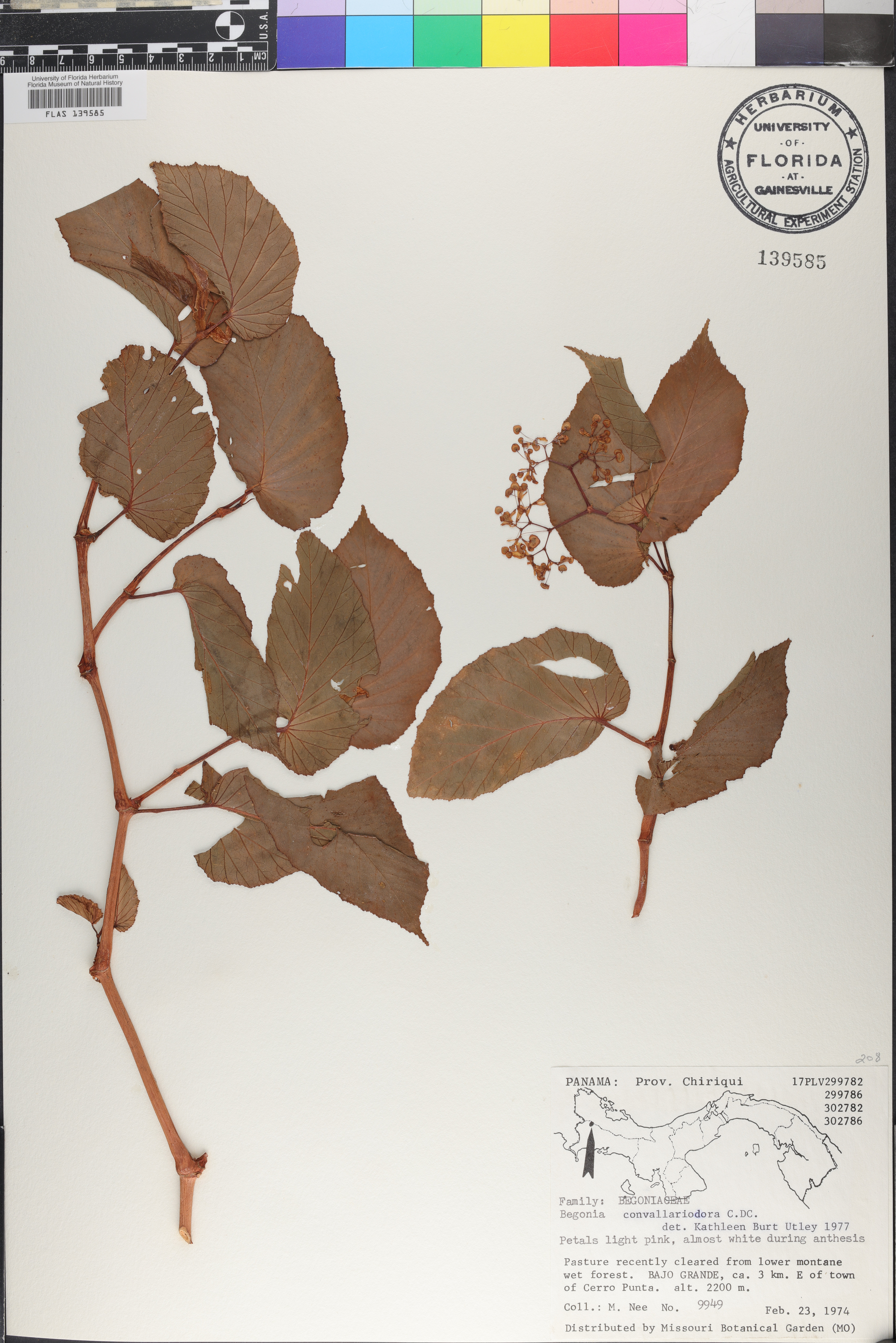 Begonia convallariodora image