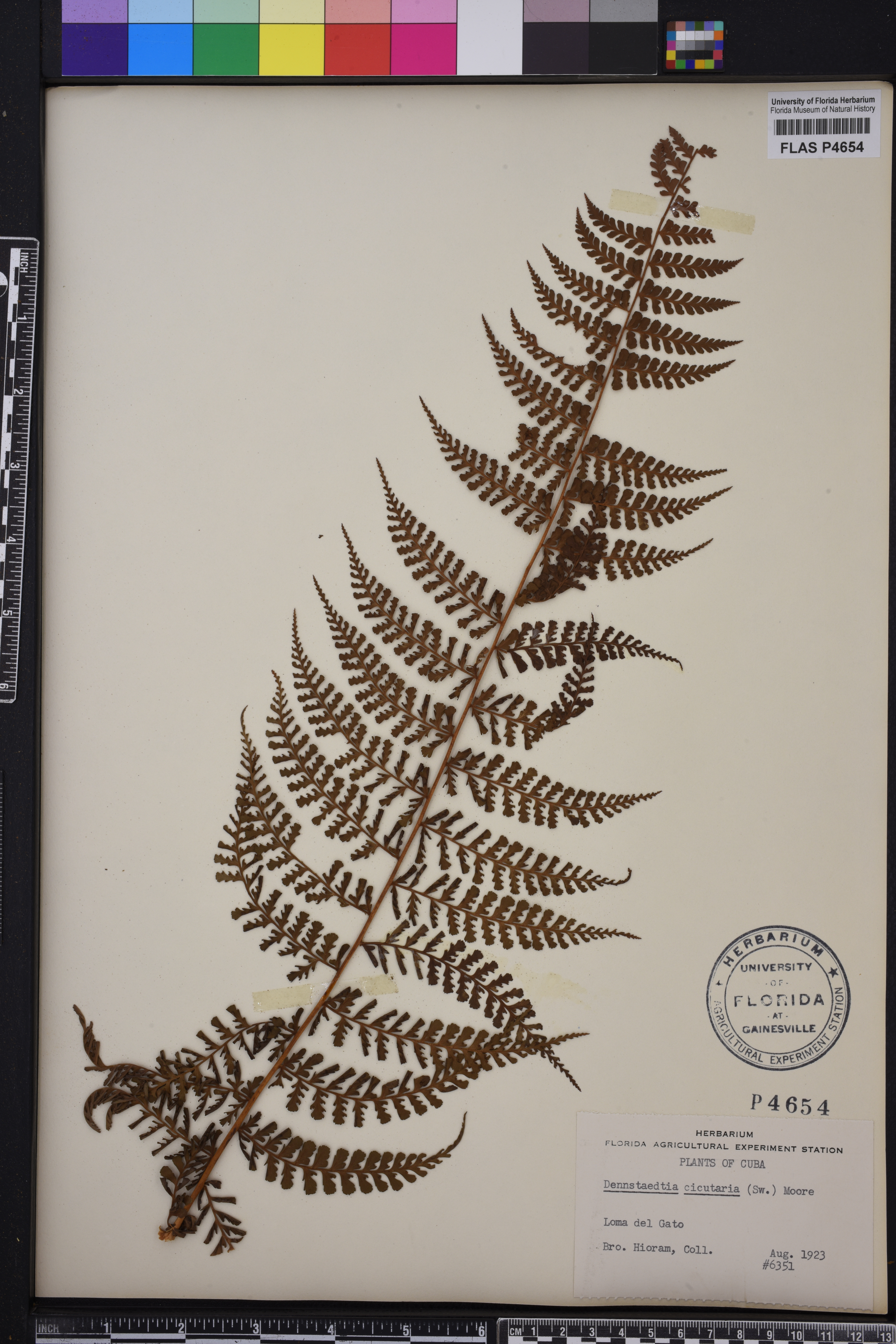 Dennstaedtia dissecta image
