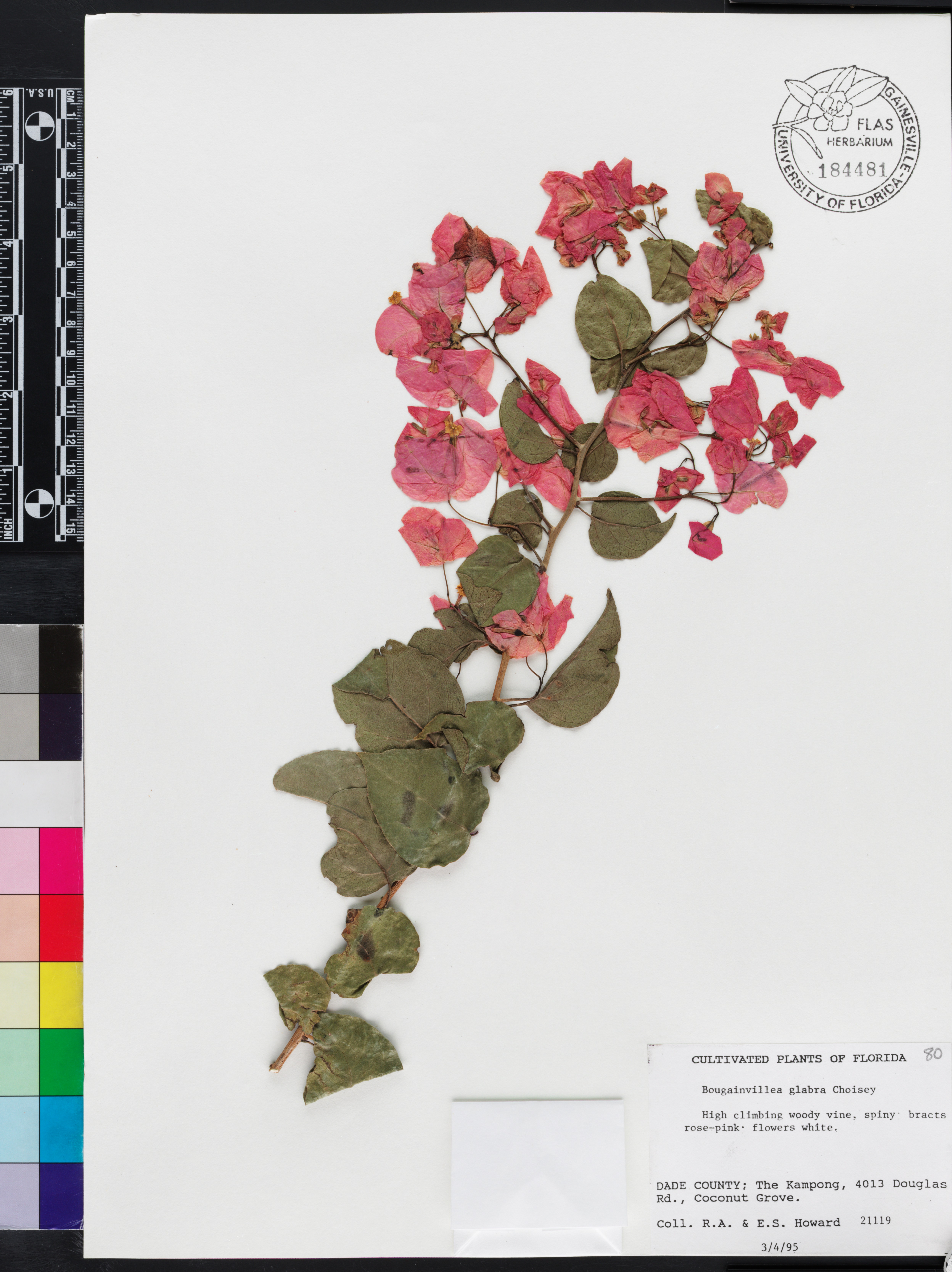 Bougainvillea buttiana image