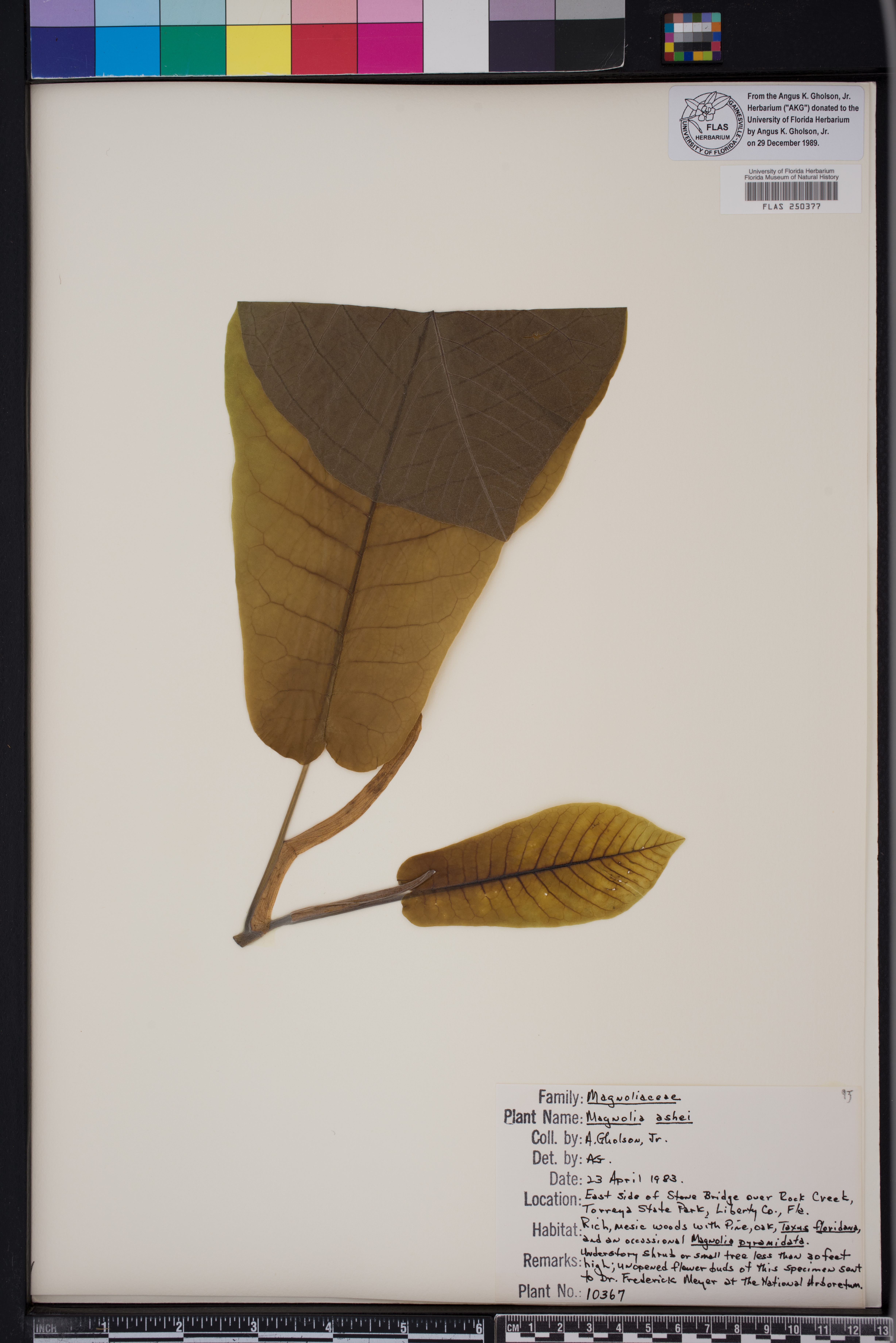 Magnolia ashei image