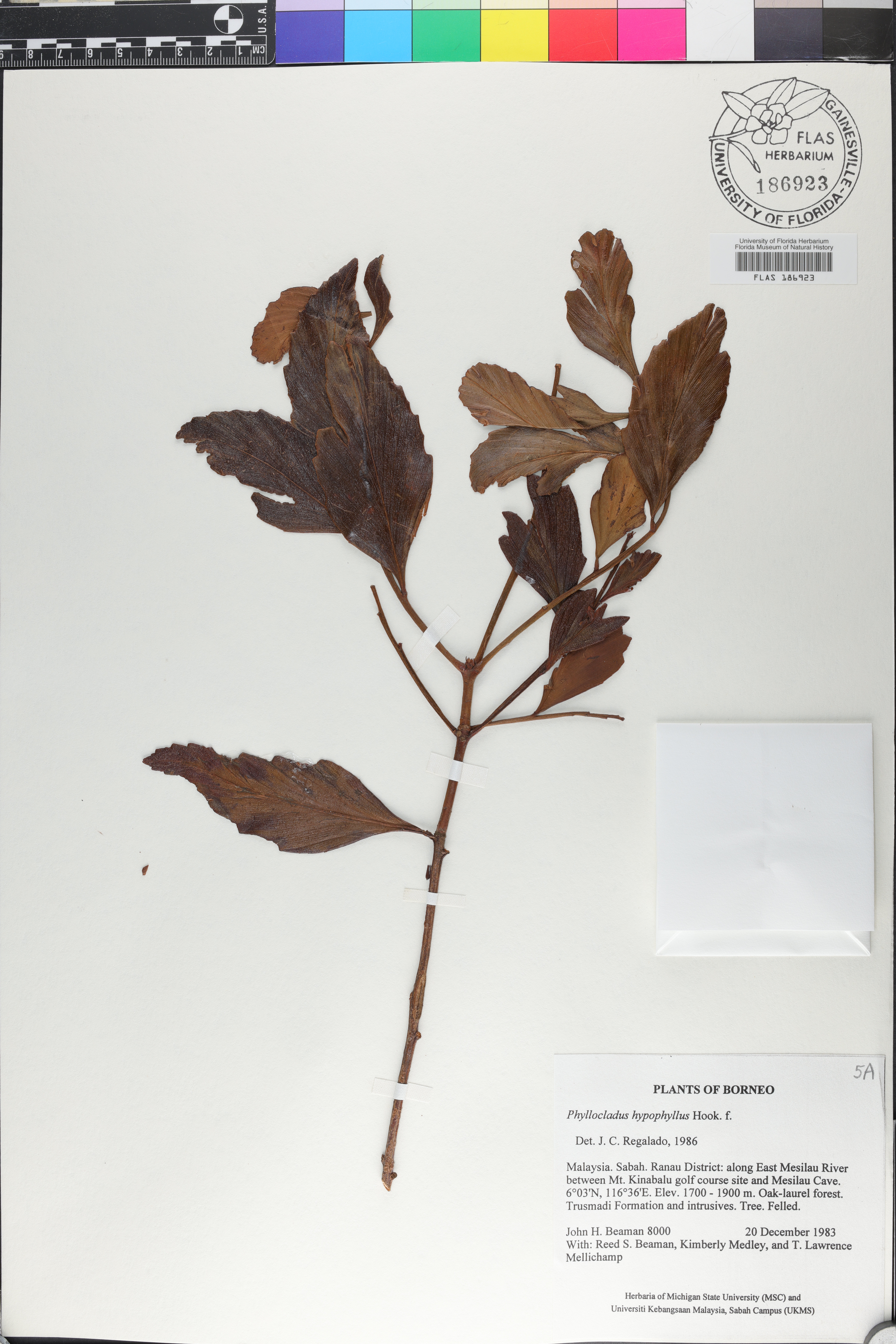 Phyllocladus hypophyllus image
