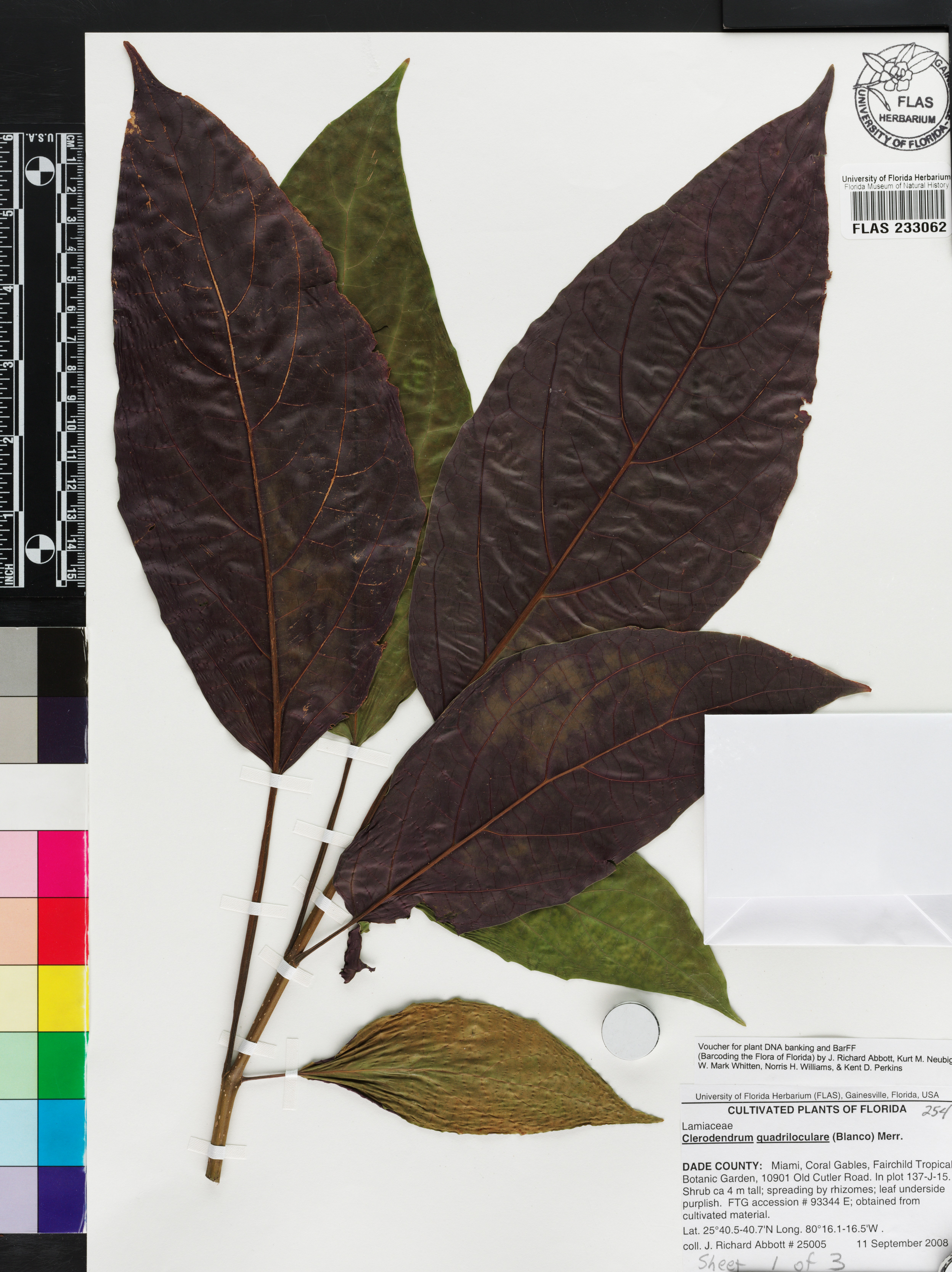 Clerodendrum quadriloculare image