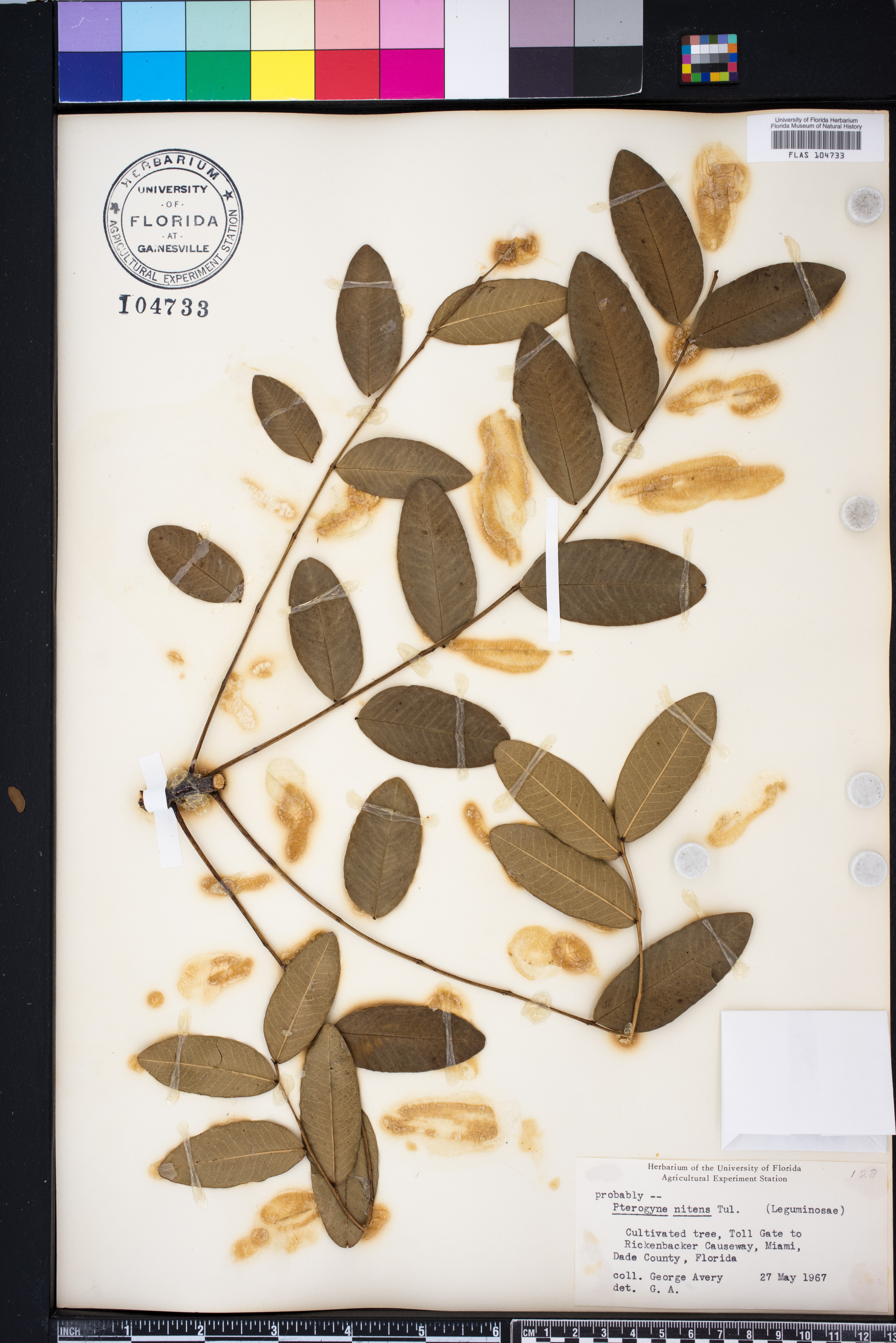Pterogyne nitens image