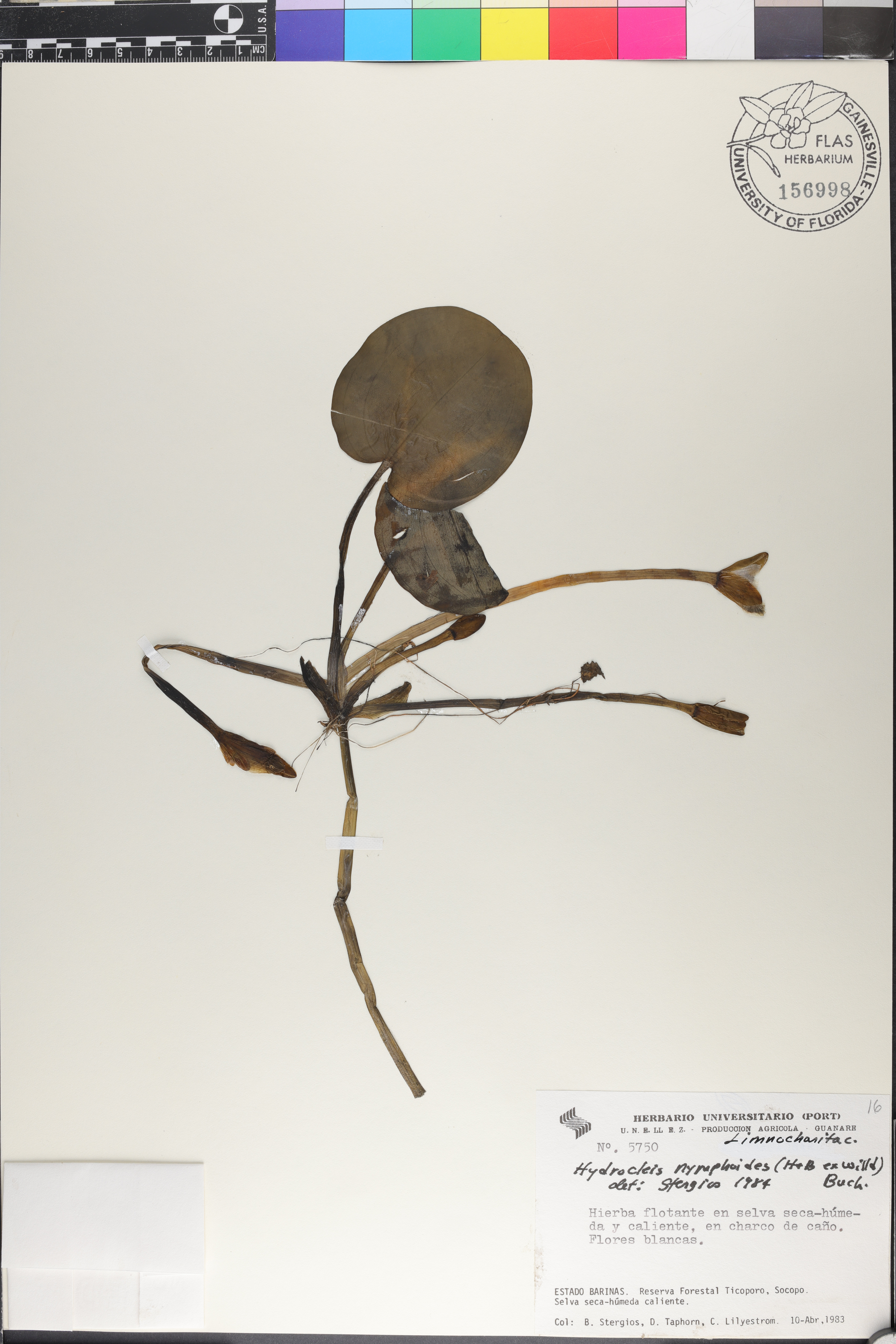 Hydrocleys nymphoides image