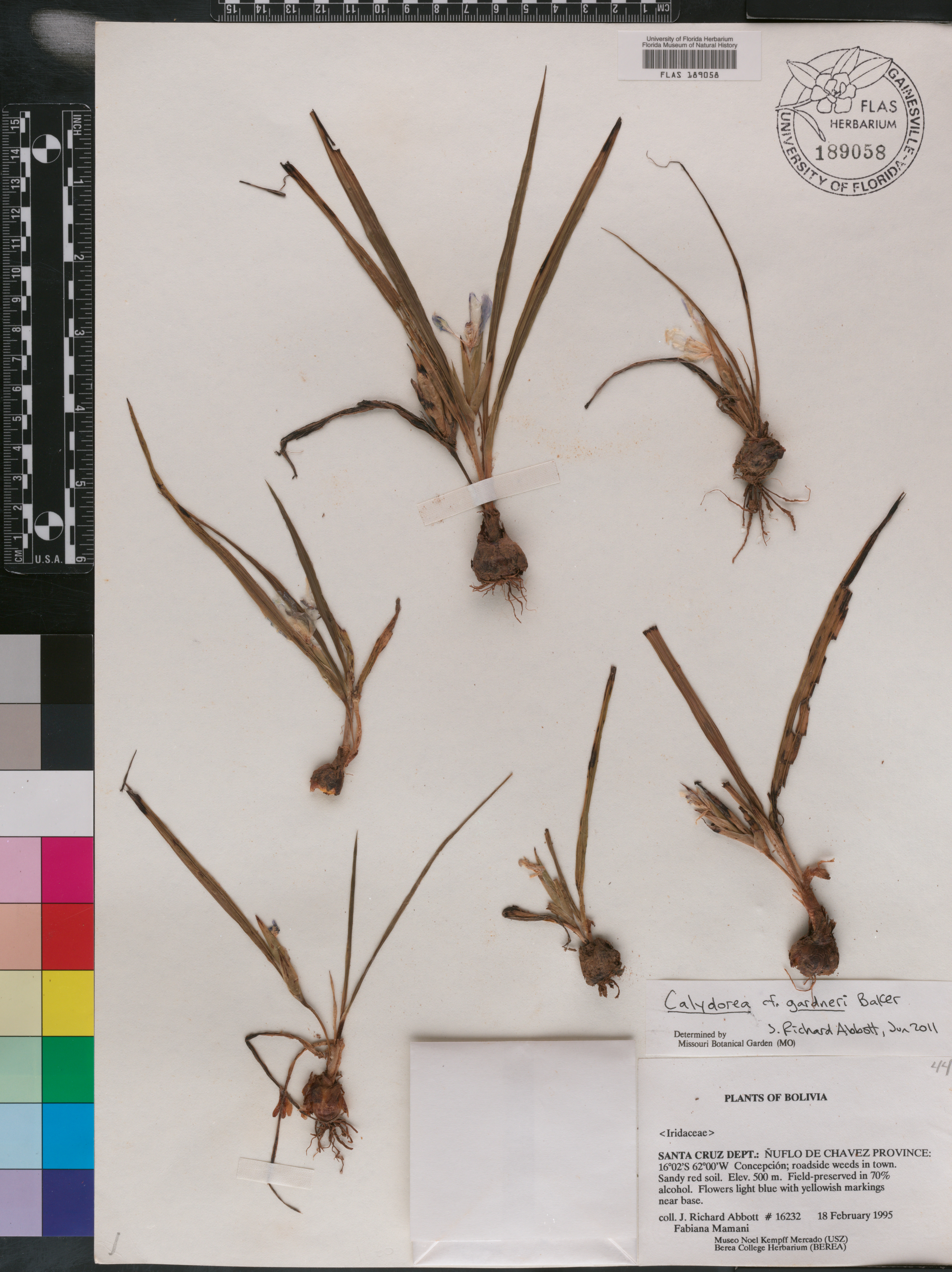Calydorea gardneri image