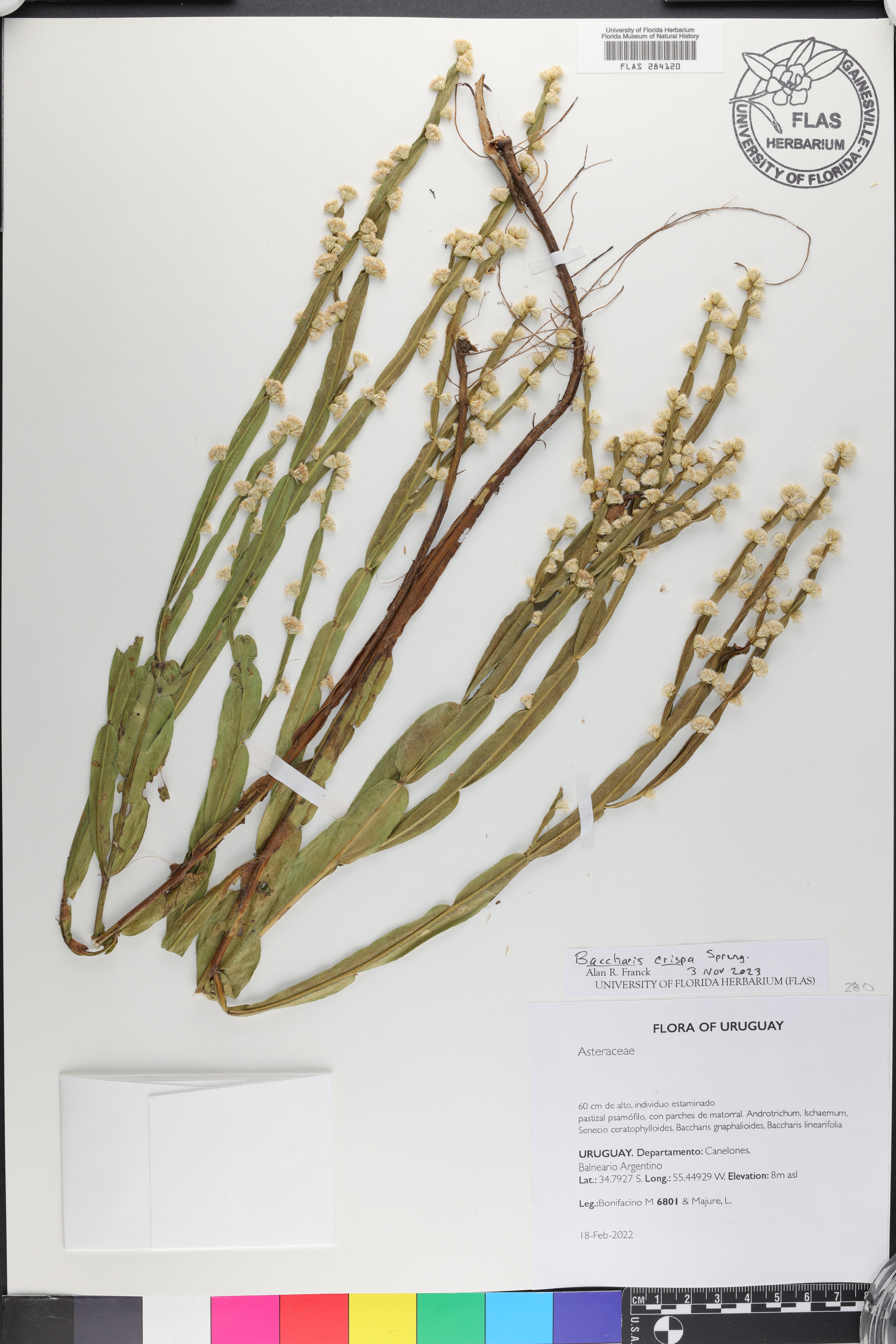 Baccharis crispa image