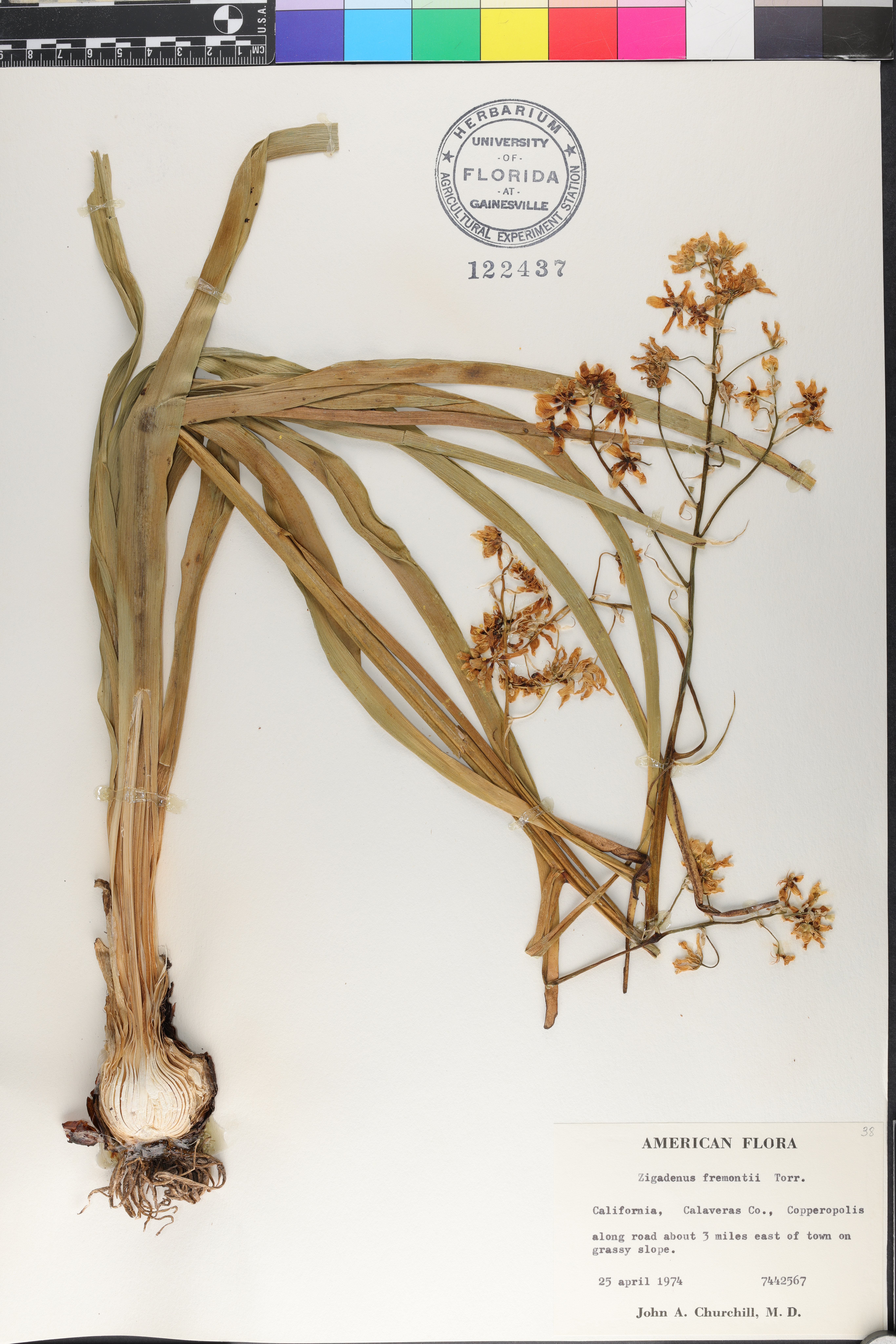 Zigadenus fremontii image