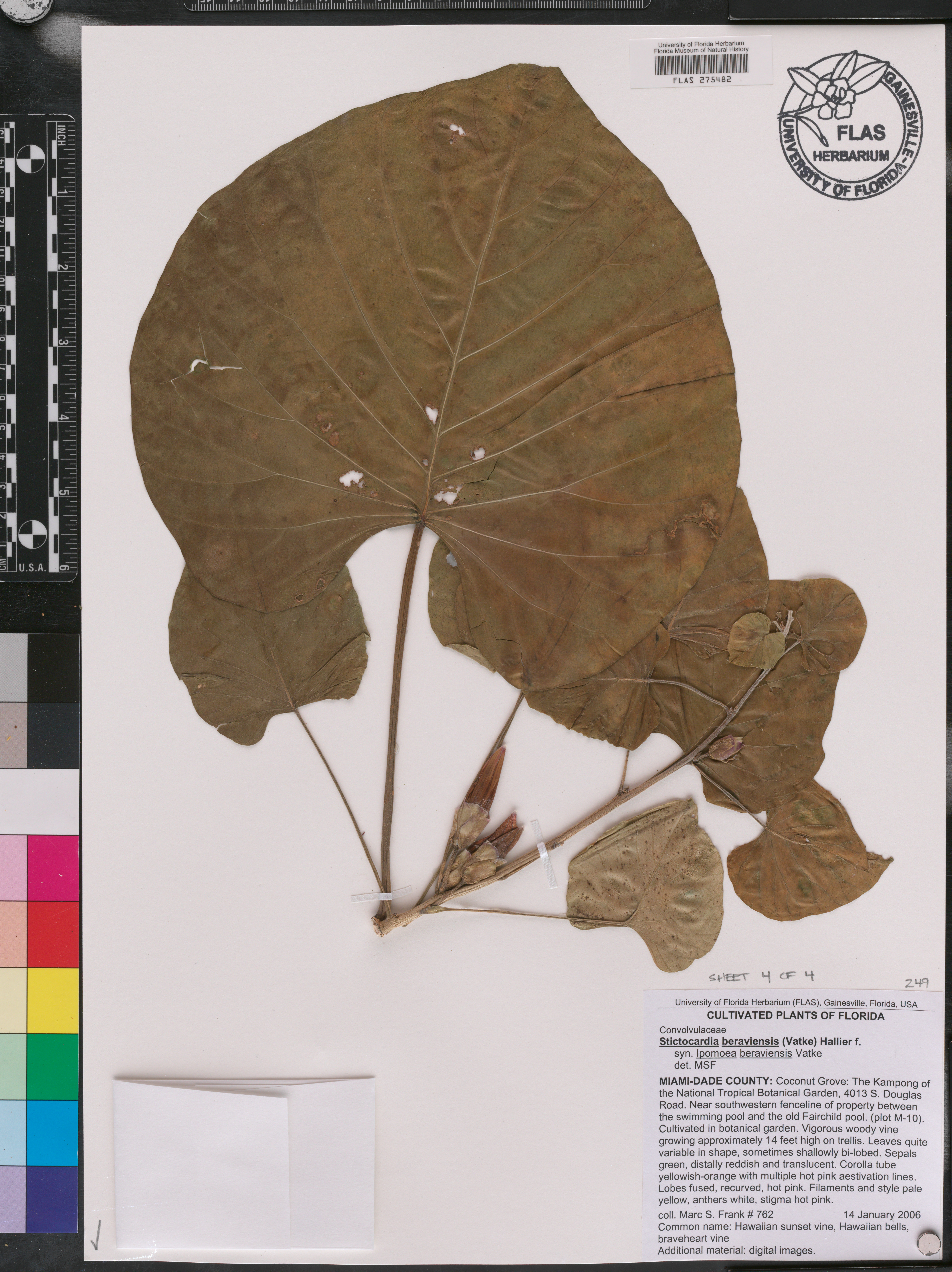 Stictocardia beraviensis image