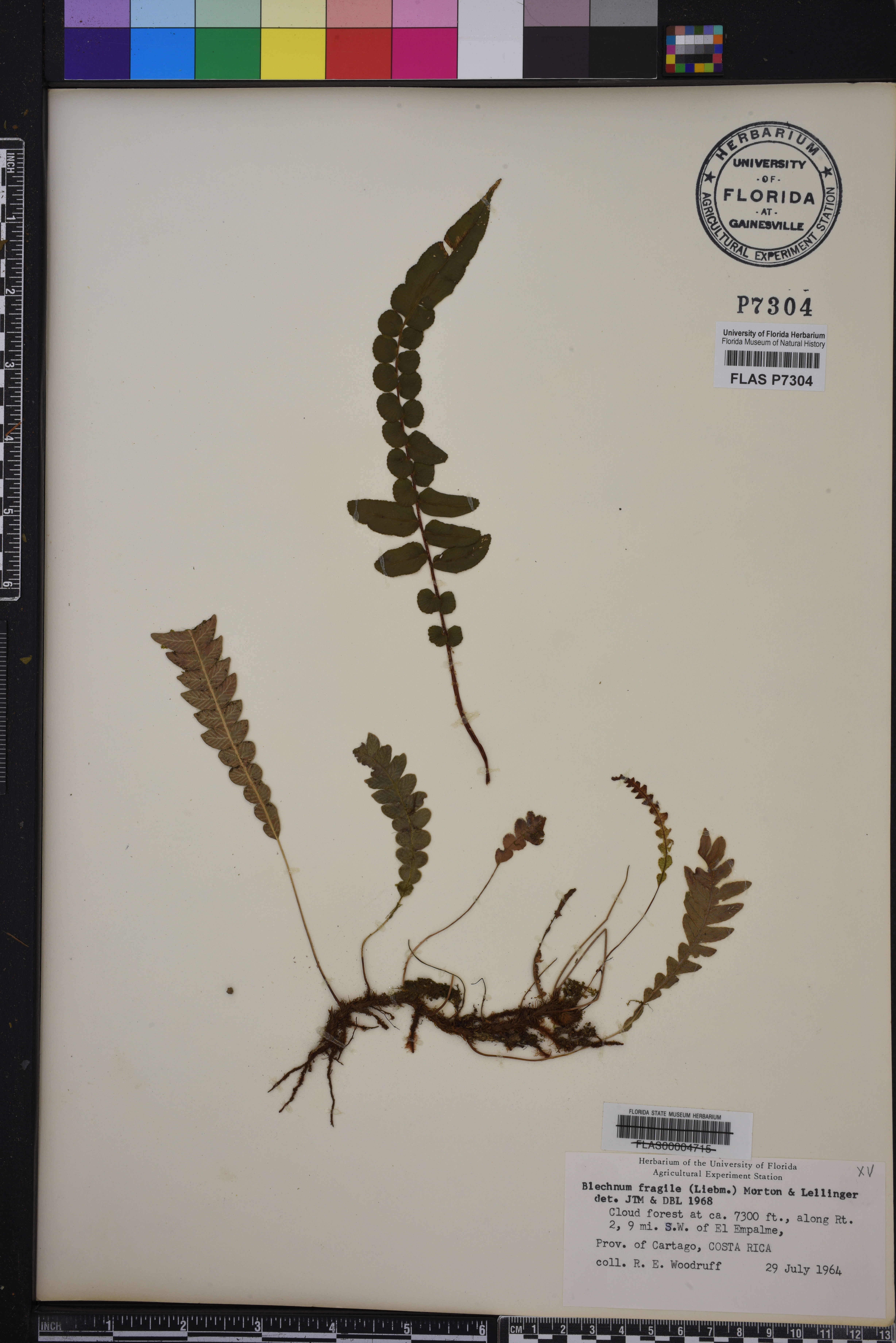 Blechnum fragile image