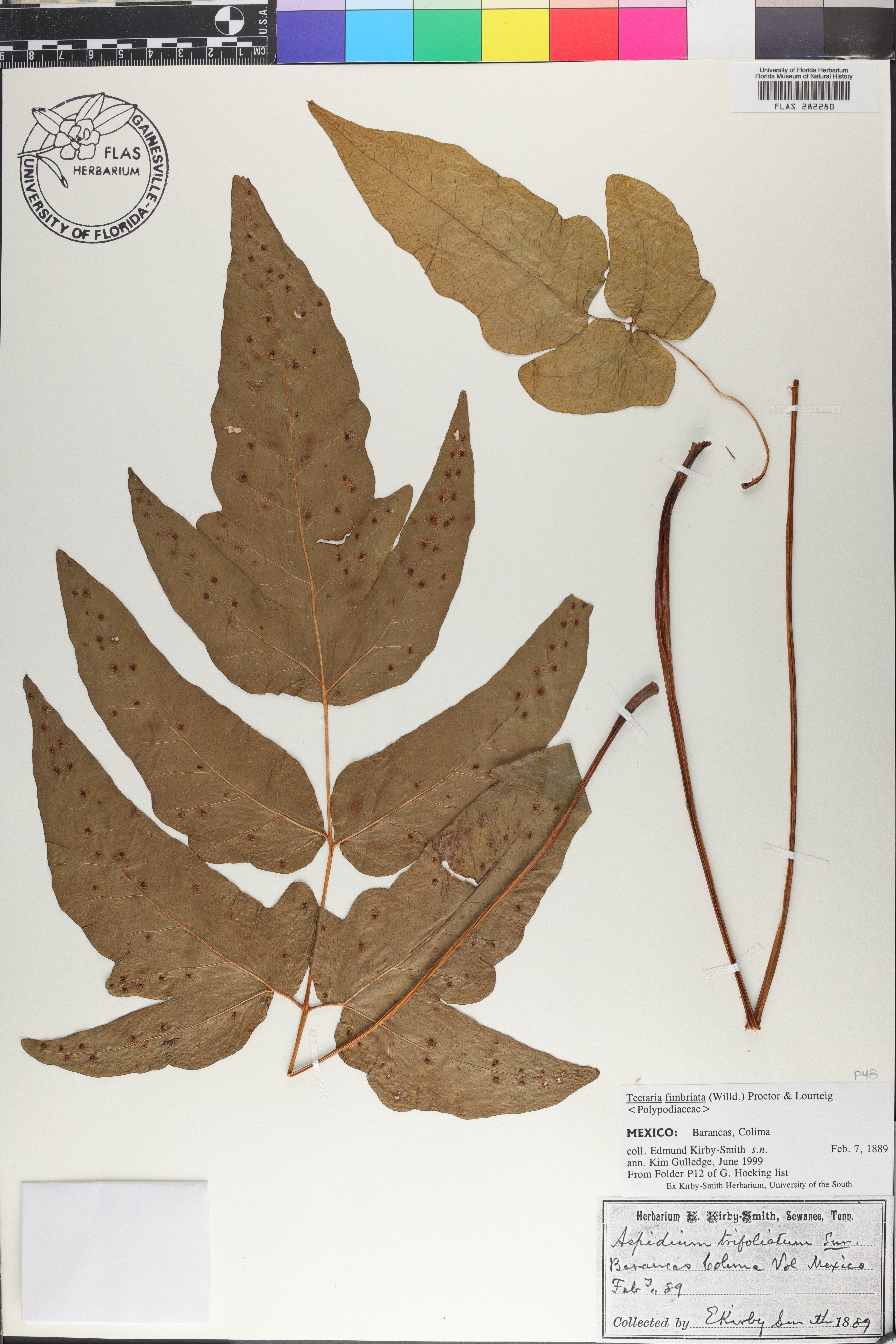 Tectaria fimbriata image