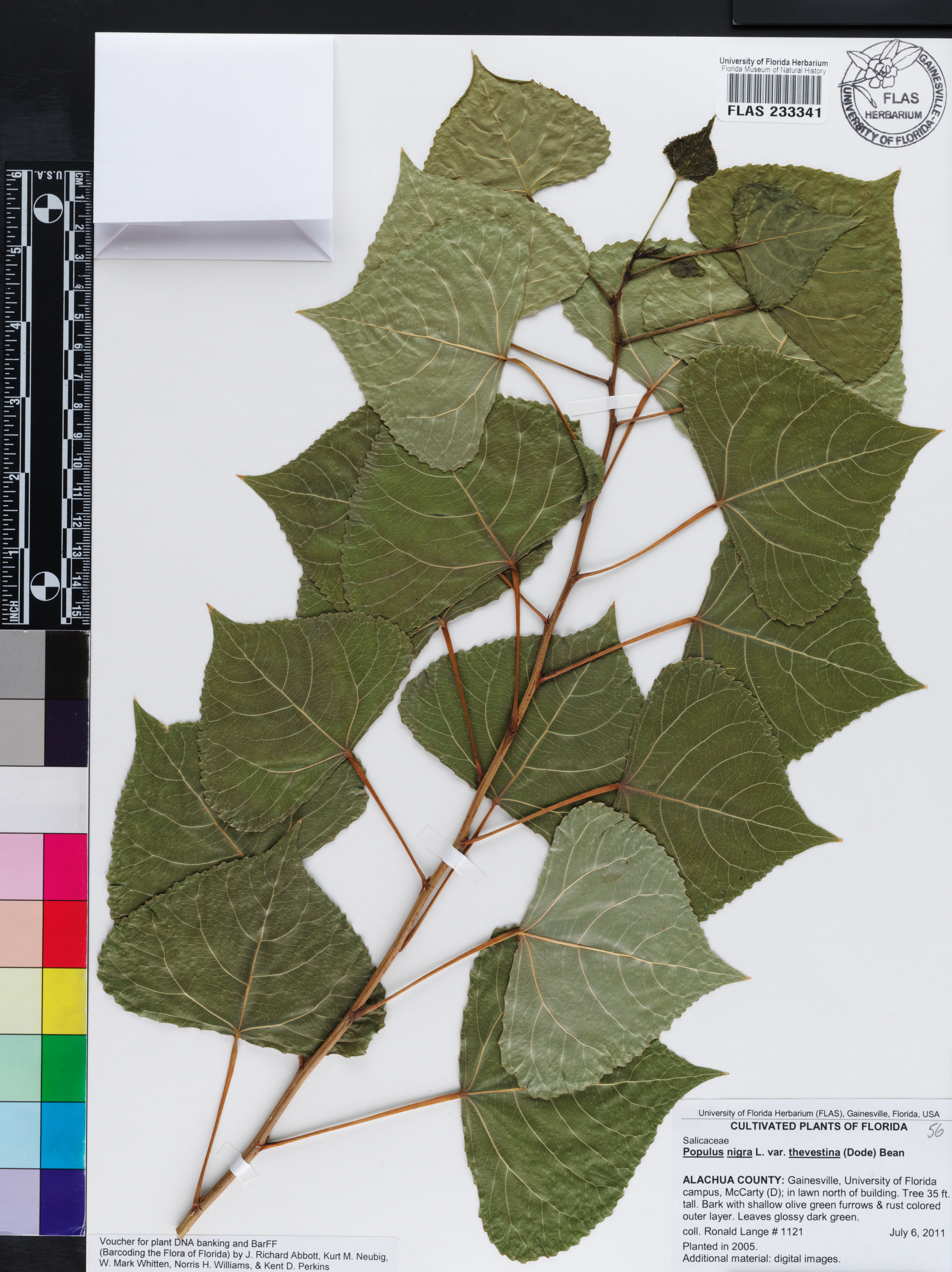 Populus nigra var. thevestina image