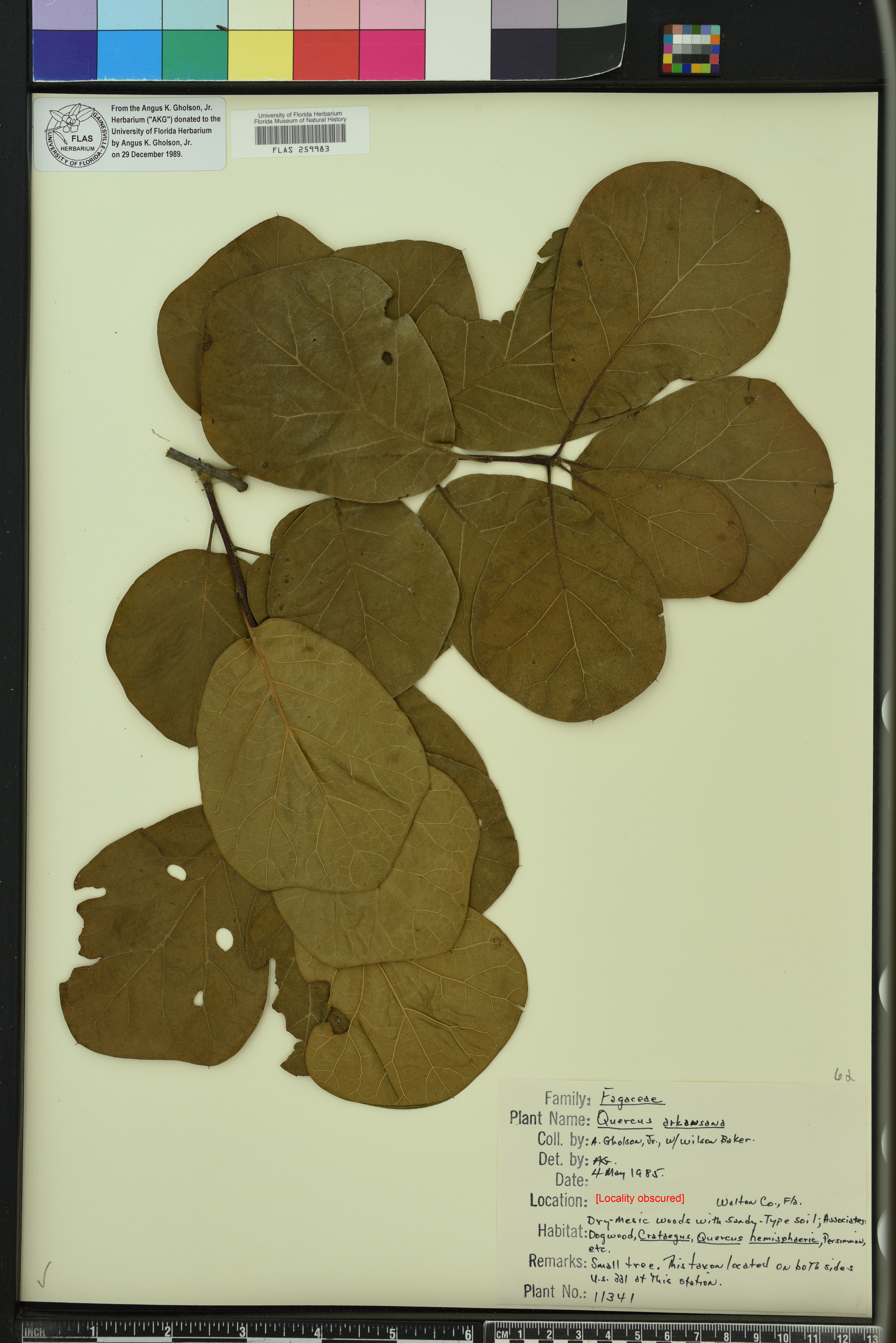 Quercus arkansana image