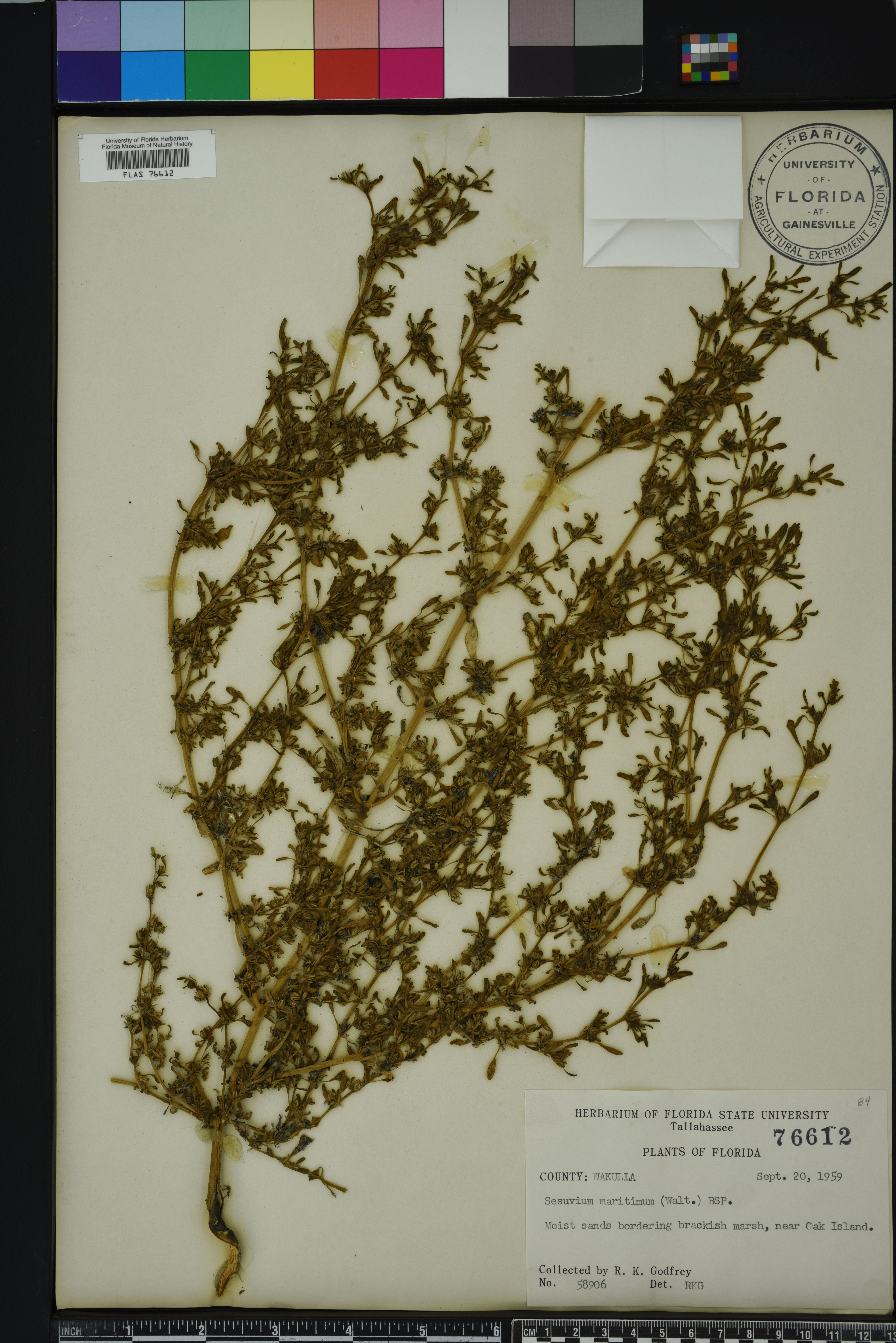 Sesuvium maritimum image