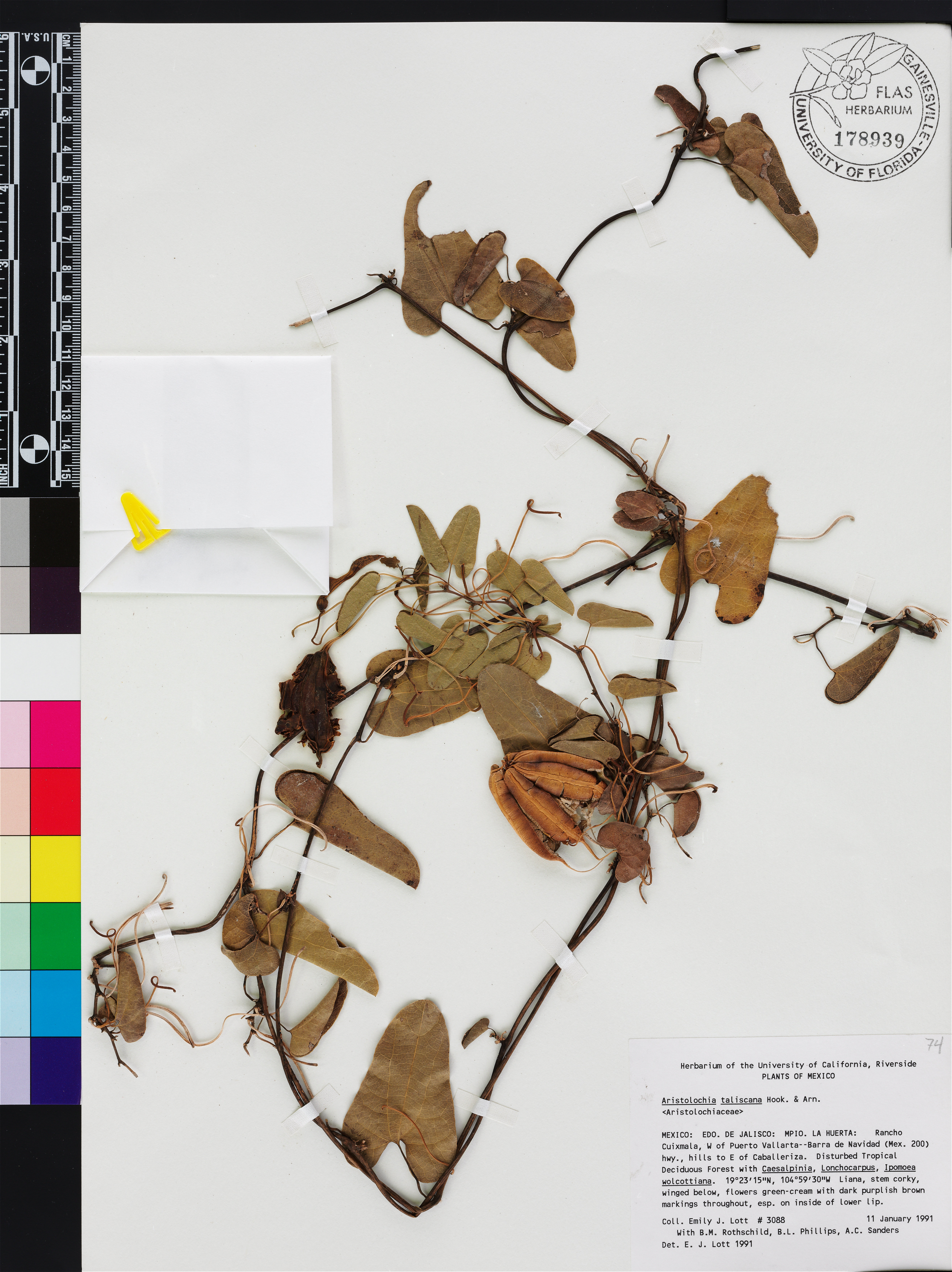 Aristolochia pardina image