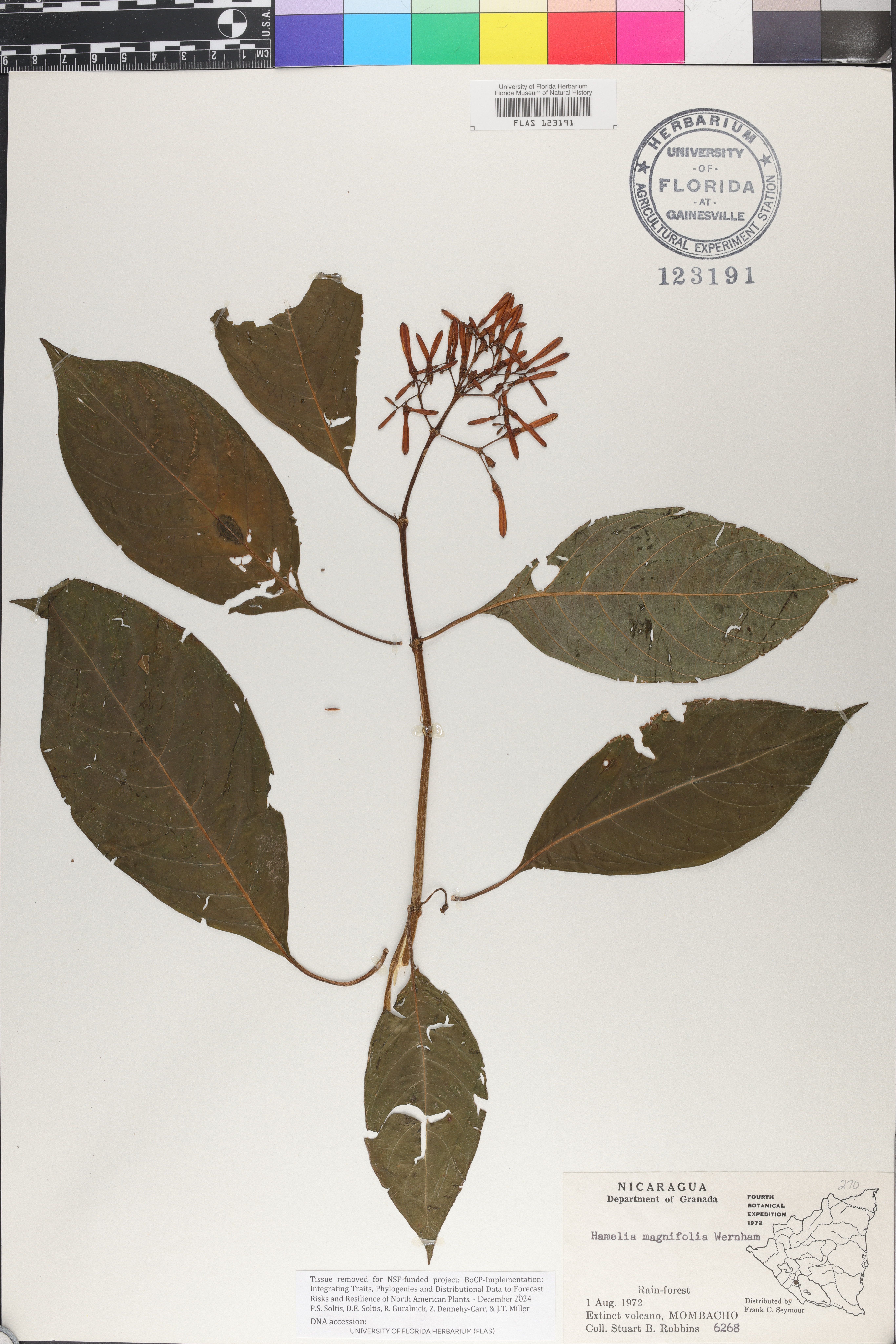 Hamelia magnifolia image