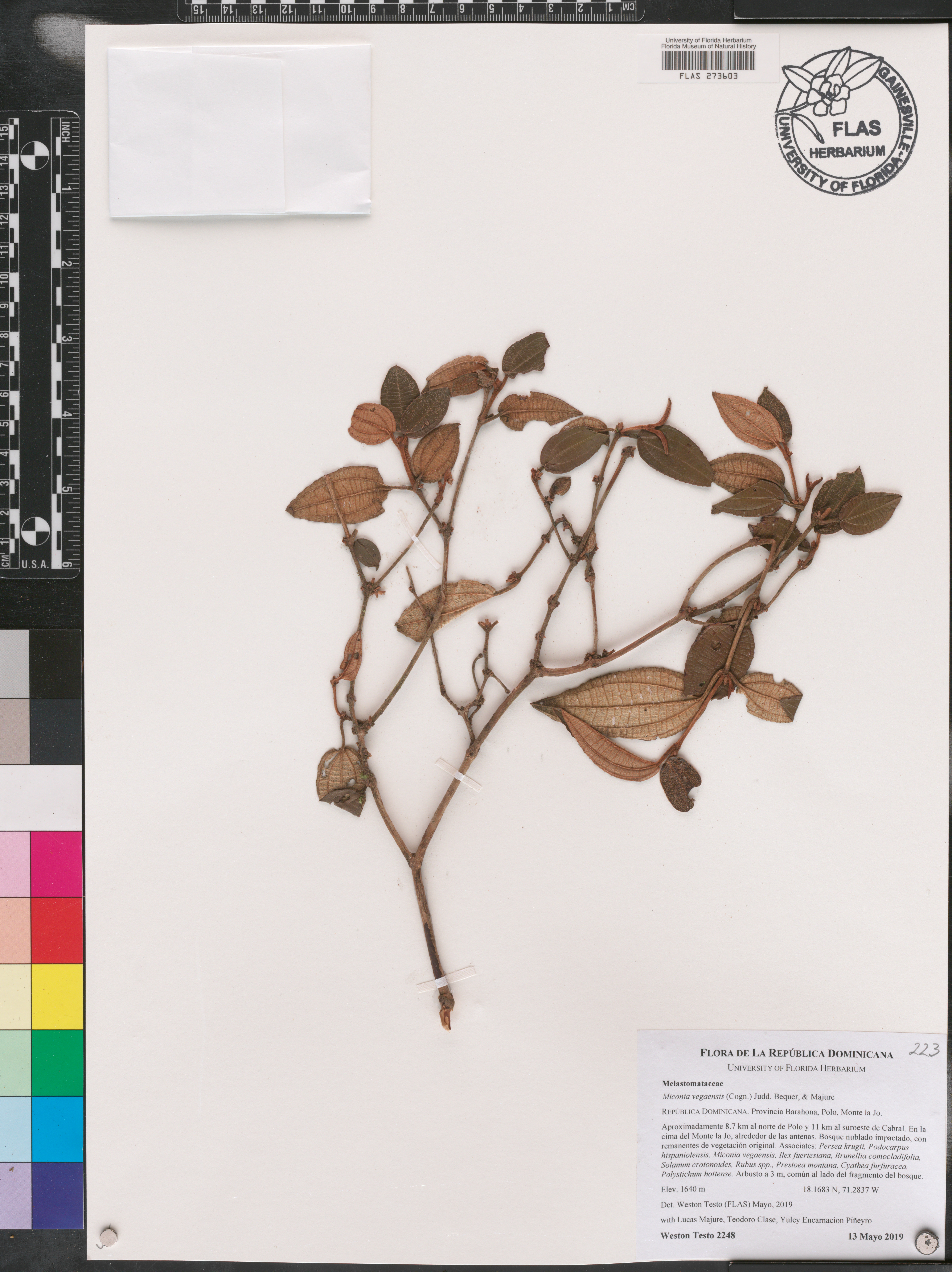 Miconia vegaensis image