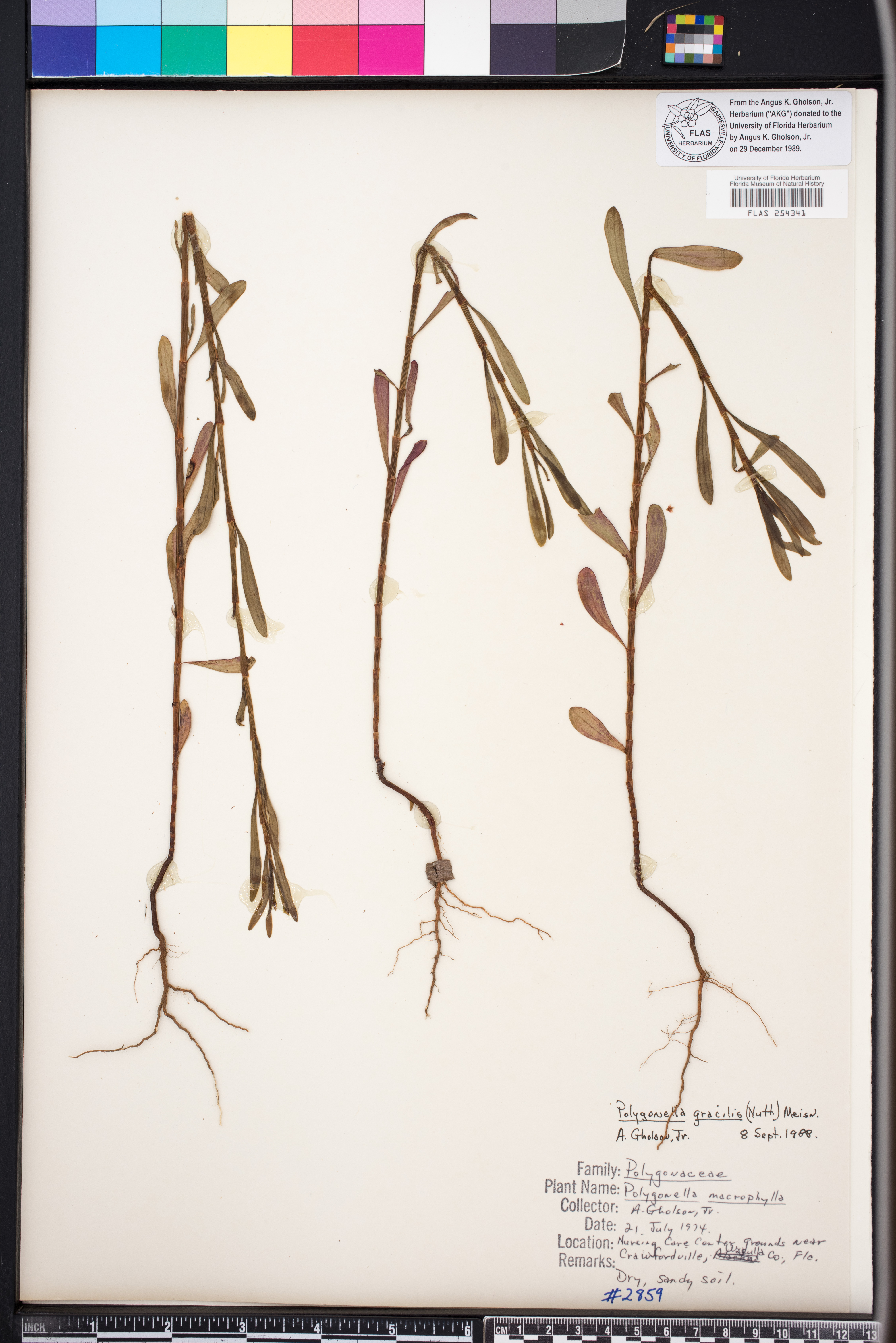 Polygonella gracilis image