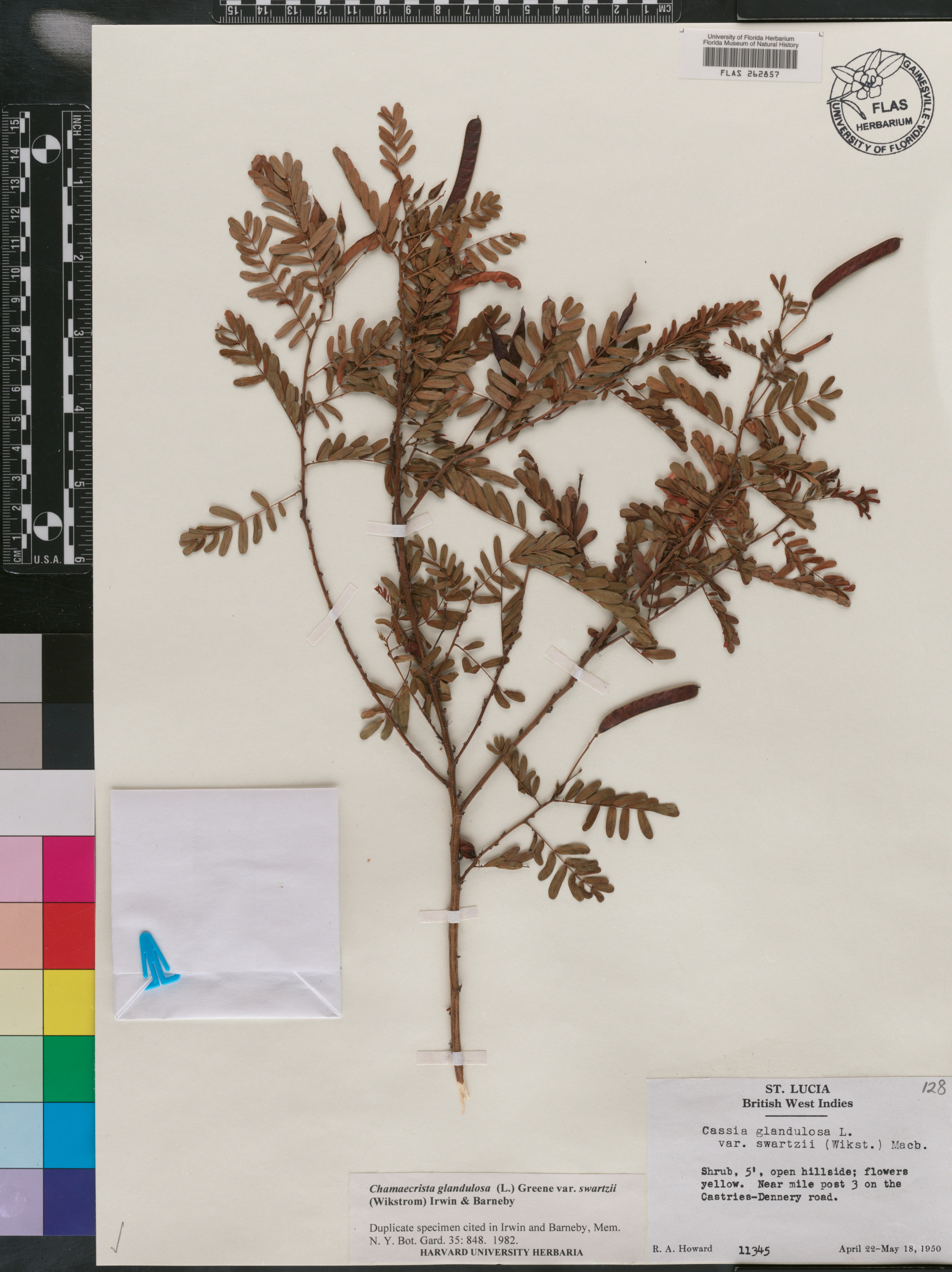 Chamaecrista glandulosa var. swartzii image