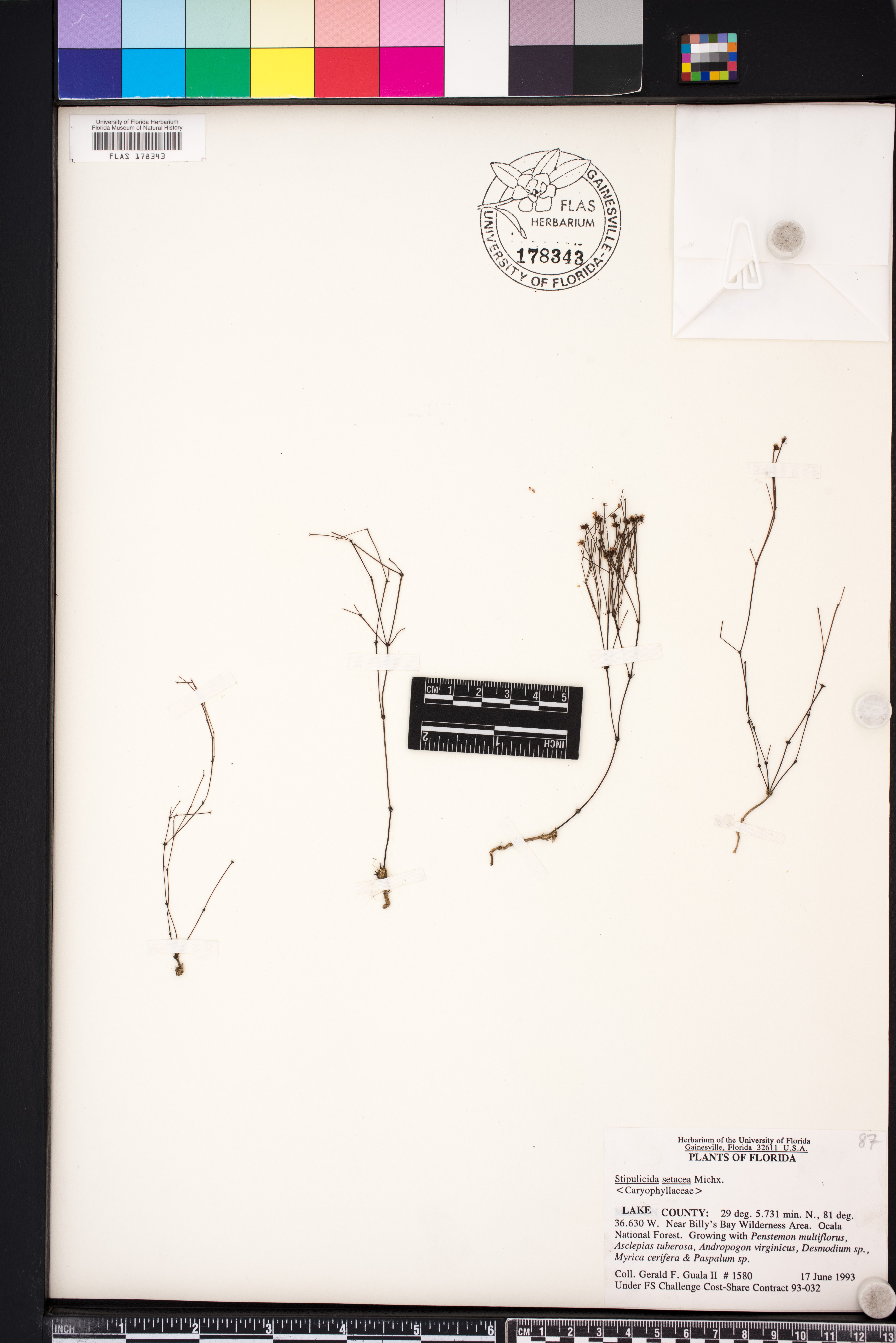 Stipulicida setacea image