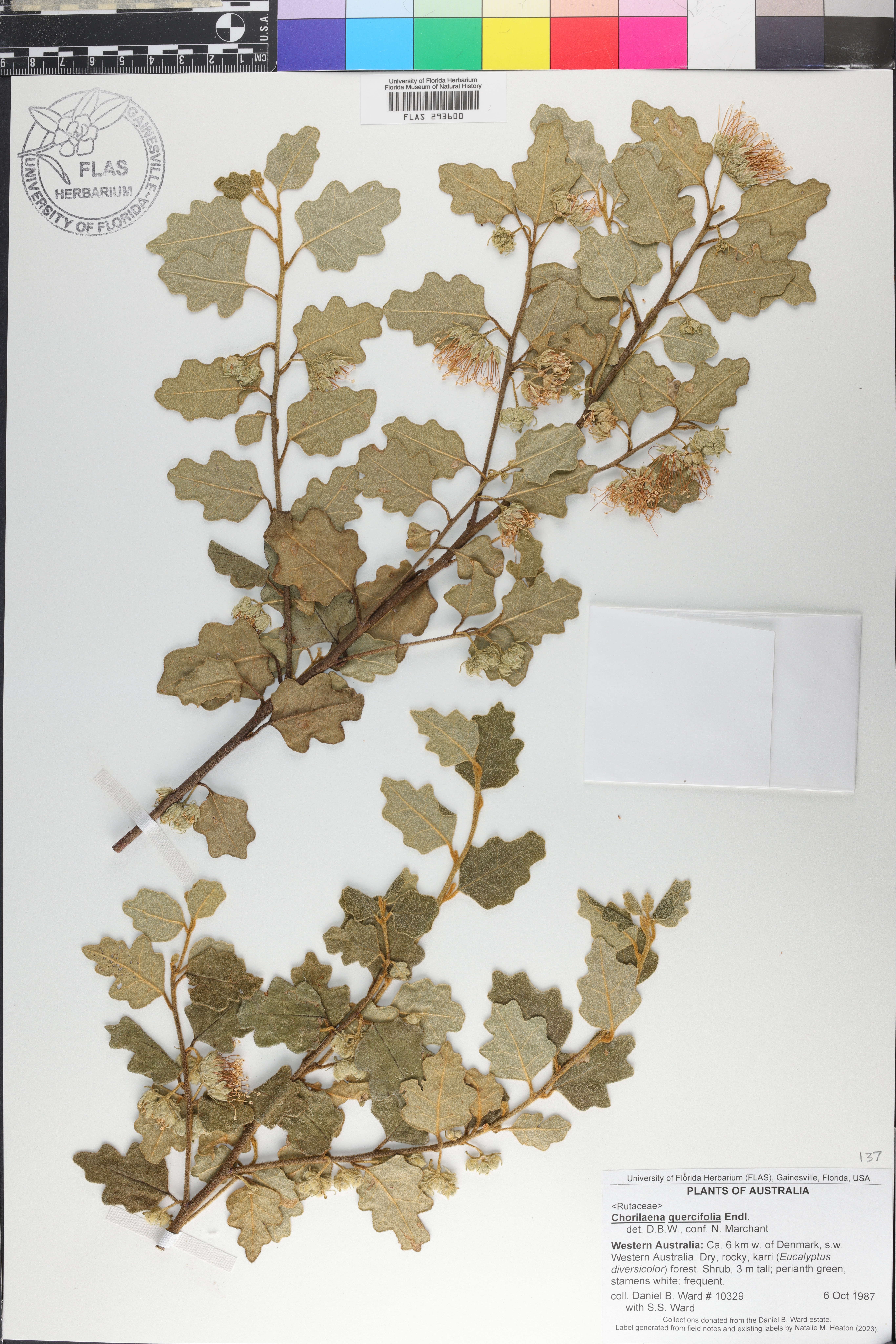Chorilaena quercifolia image